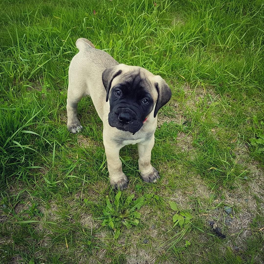 Ramsey (cucciolo maschio di bullmastiff in vendita)