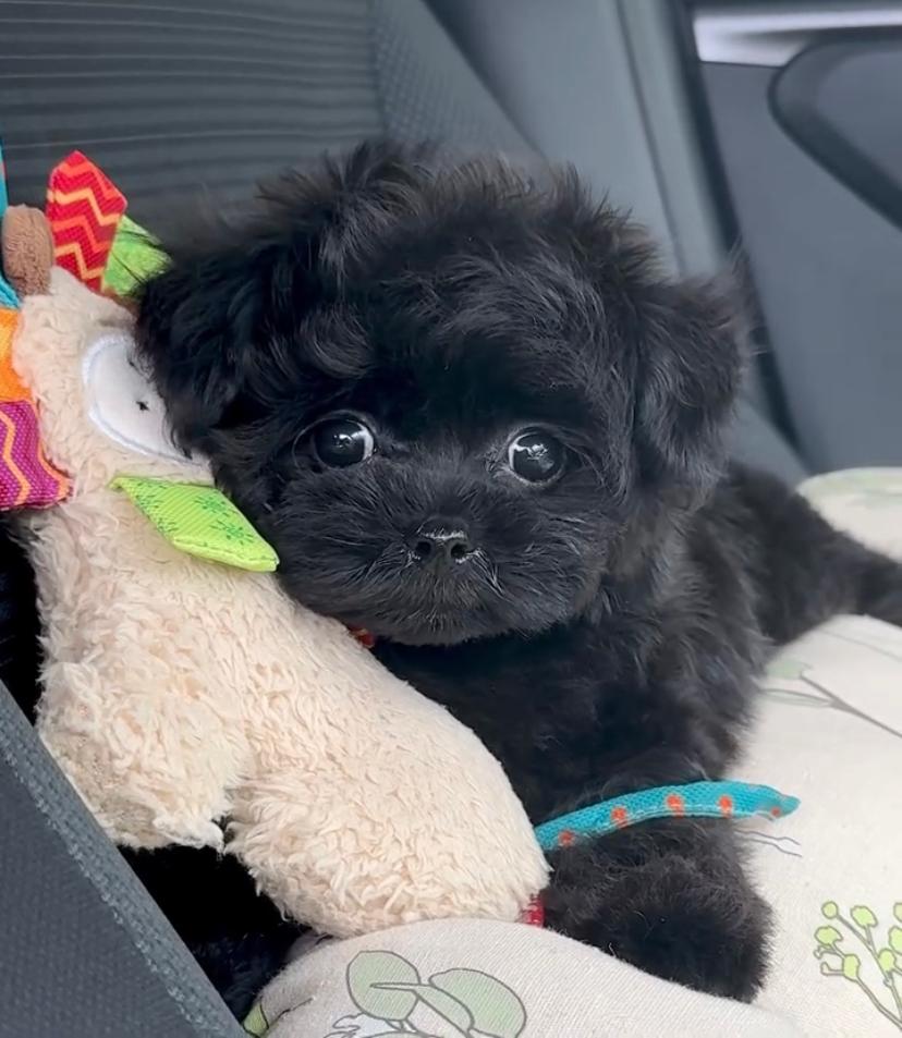 Lizzy Cucciolo Femmina di cane barboncino nero