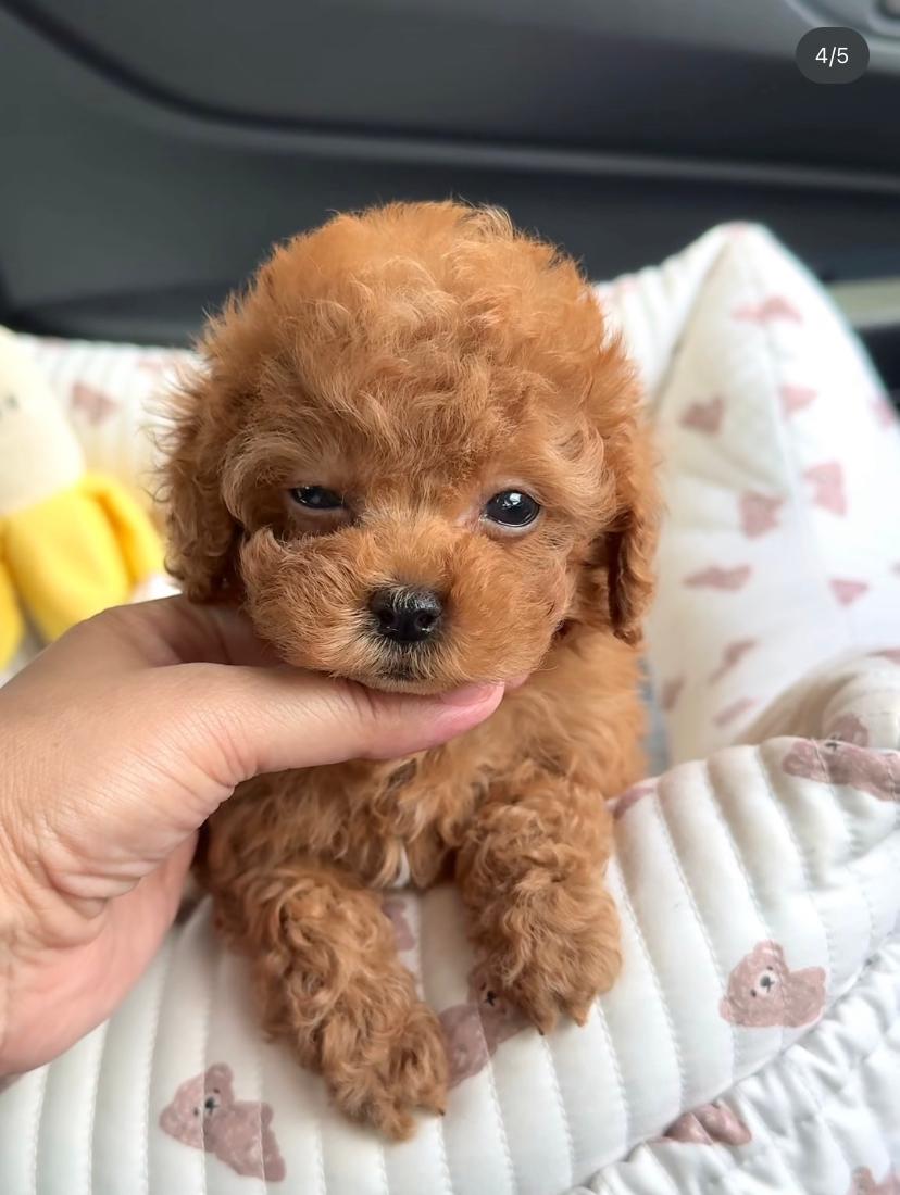 Manas Maschio Cucciolo Barboncino Toy