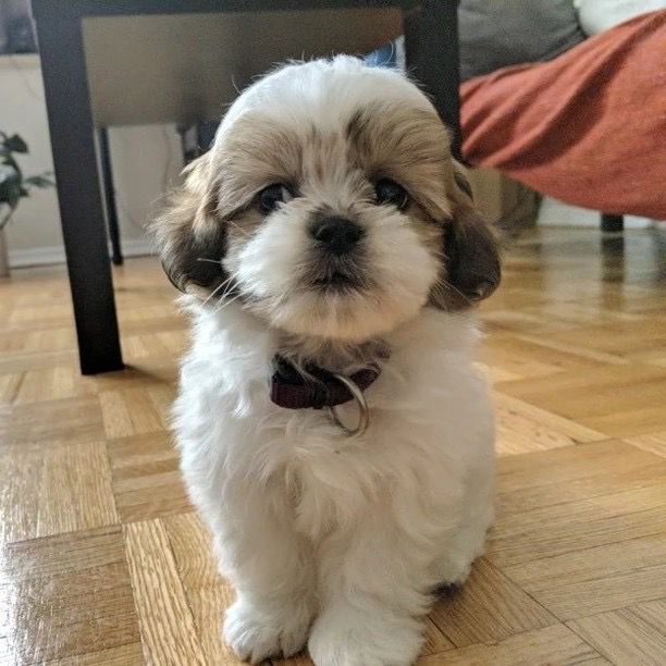 Mocha Cucciolo di Shih Tzu
