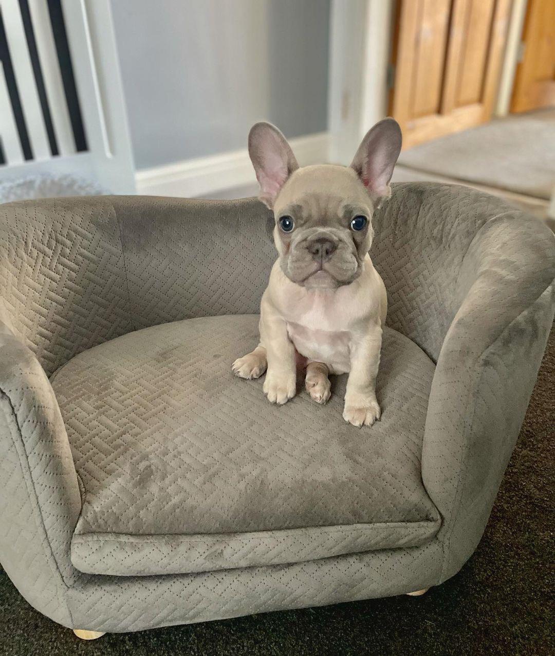 Barry (cucciolo maschio di bulldog francese in vendita)