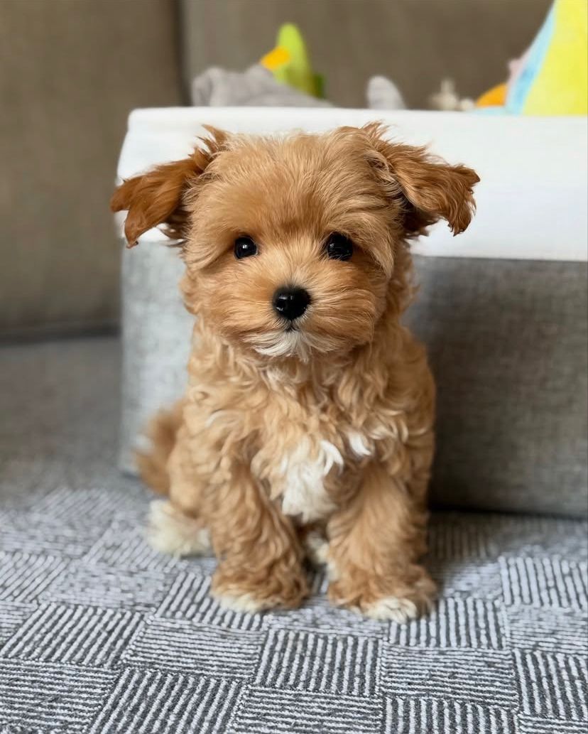 Lavez Cucciolo Maltipoo