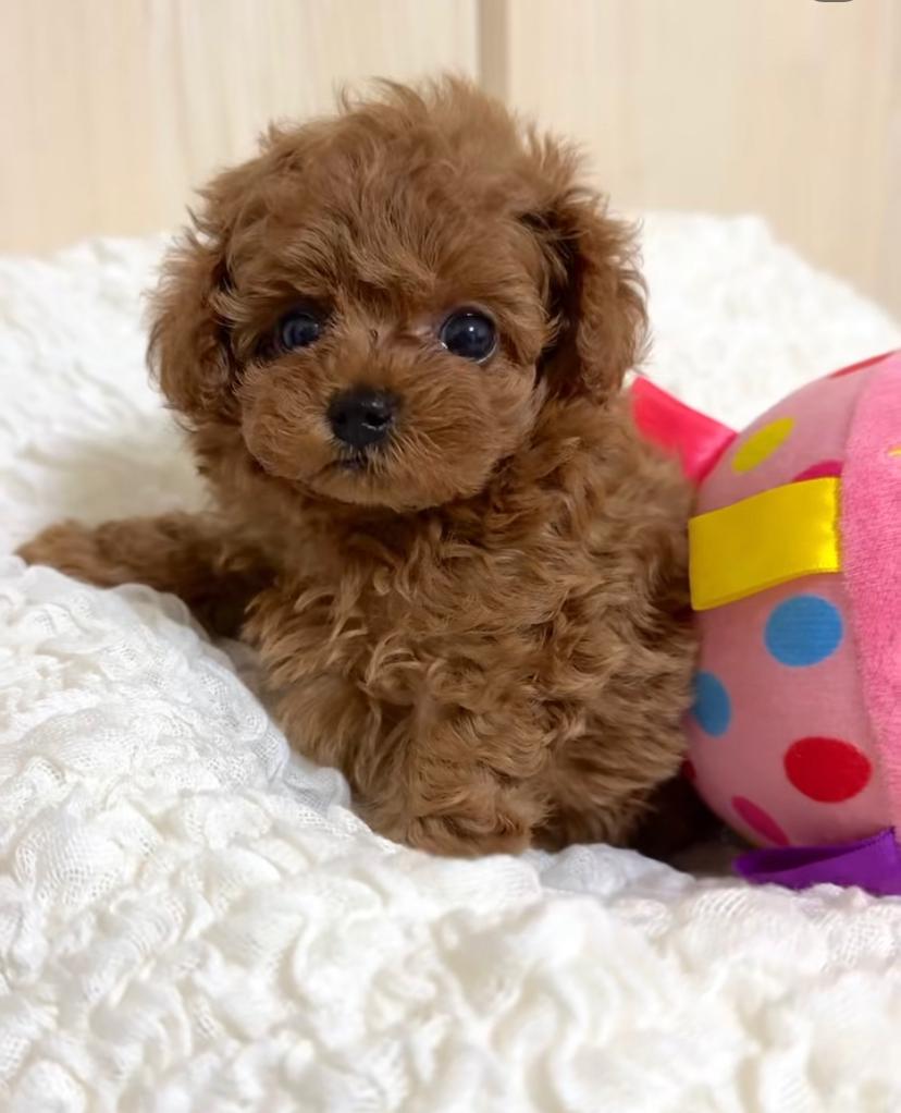 Max Maschio Cucciolo di Barboncino Toy