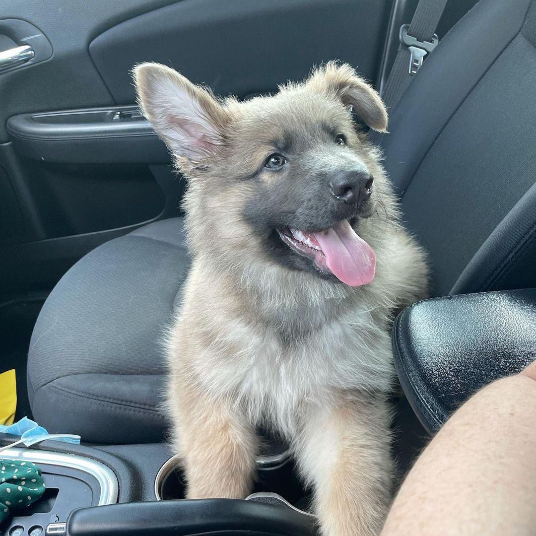 Sammy Cucciolo di Pastore Tedesco