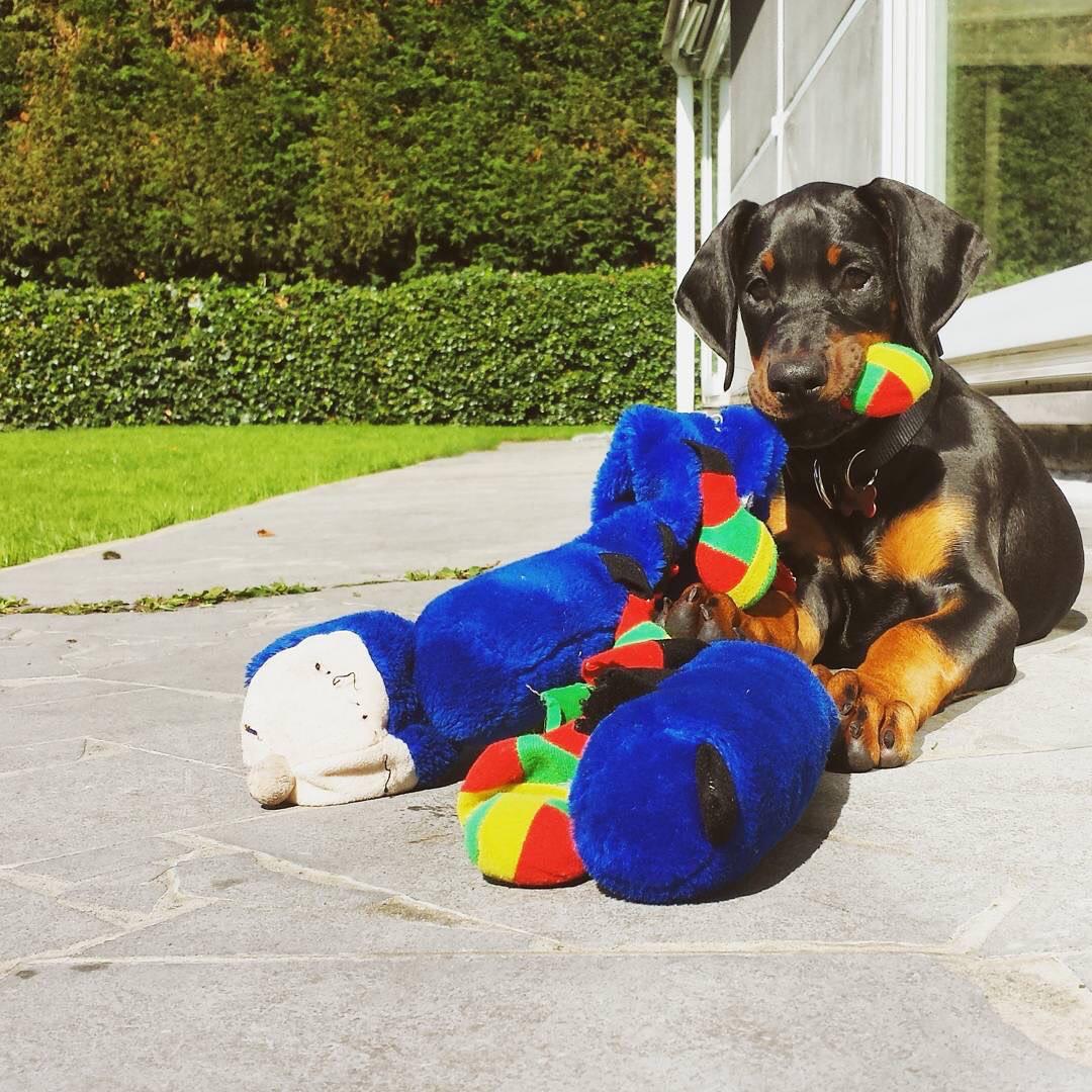 Collins (cucciolo maschio di Doberman in vendita)