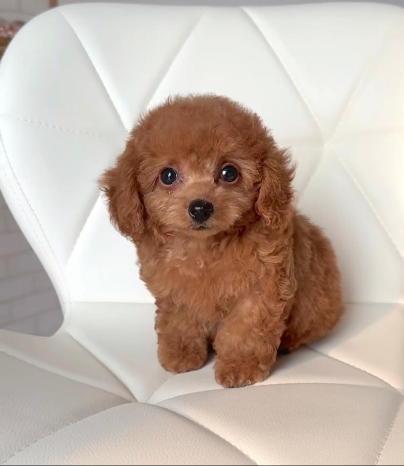 Adan Maschio Cucciolo di cane toy