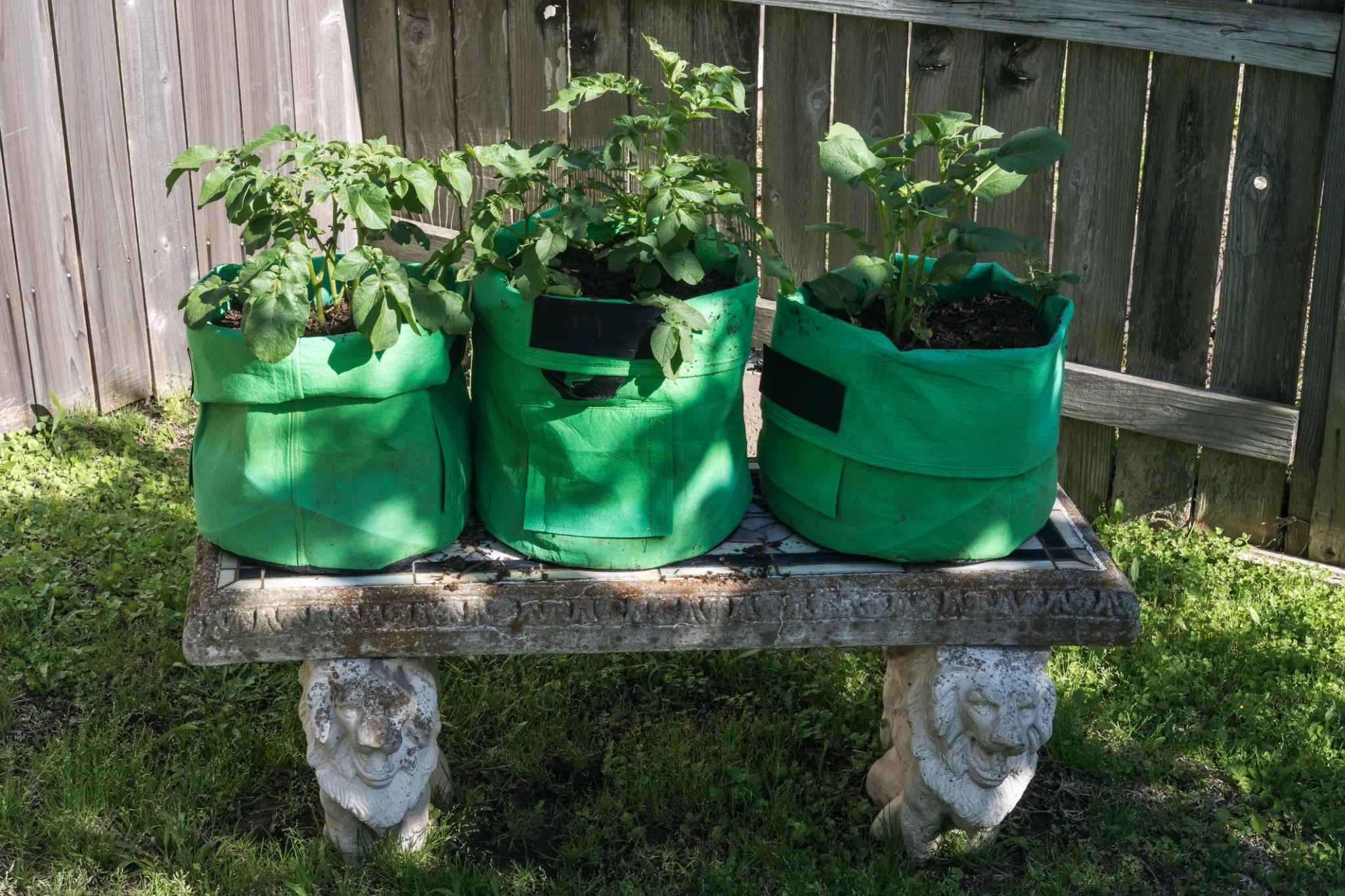 Green Fabric Grow Bags (Set of 3)