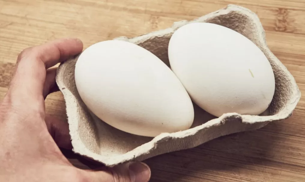 Par de huevos de oca