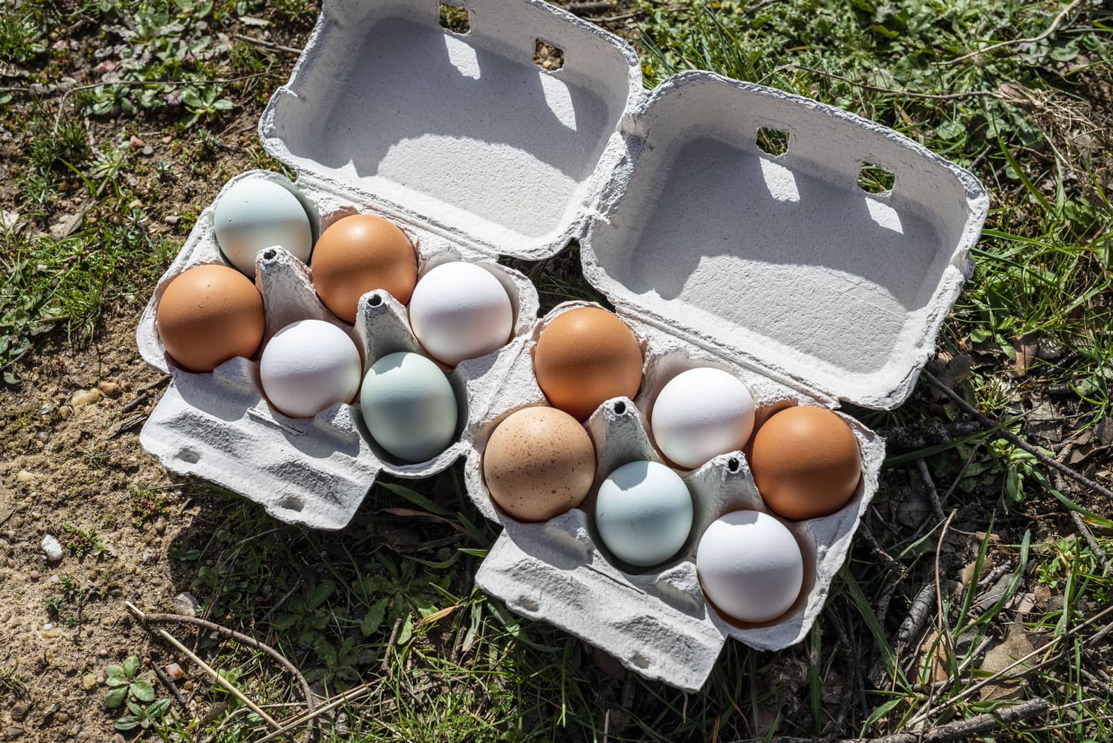 Docenas de huevos de gallina campera