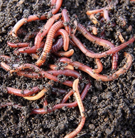 200 lombrices rojas californianas 