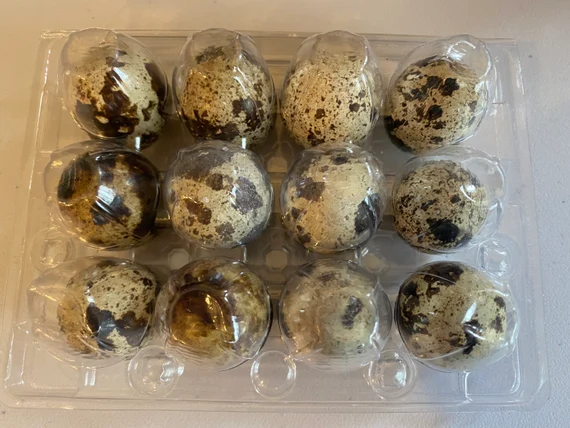 Docena huevos de codorniz 