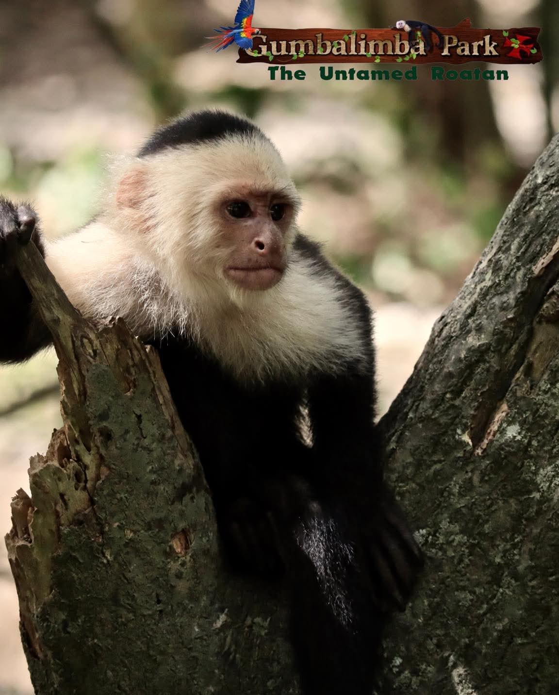 Gumbalimba Eco-Adventure Combo: Canopy Zipline & Park Exploration