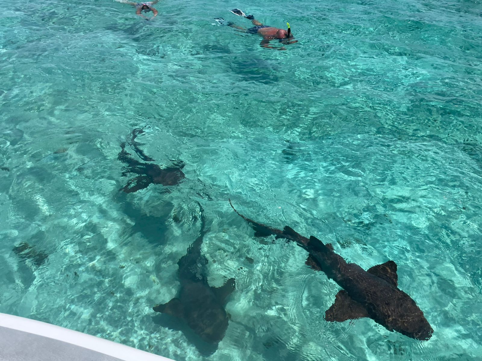 Private Island Reef & Shipwreck Expedition: 4-Hour Snorkel Escape