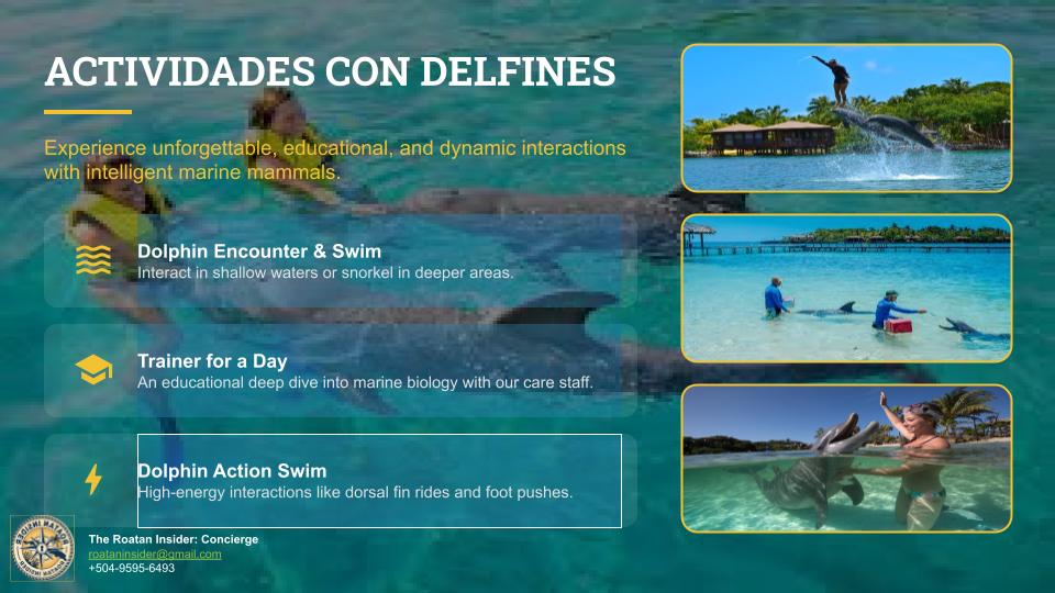 Dolphin Activities Booking
