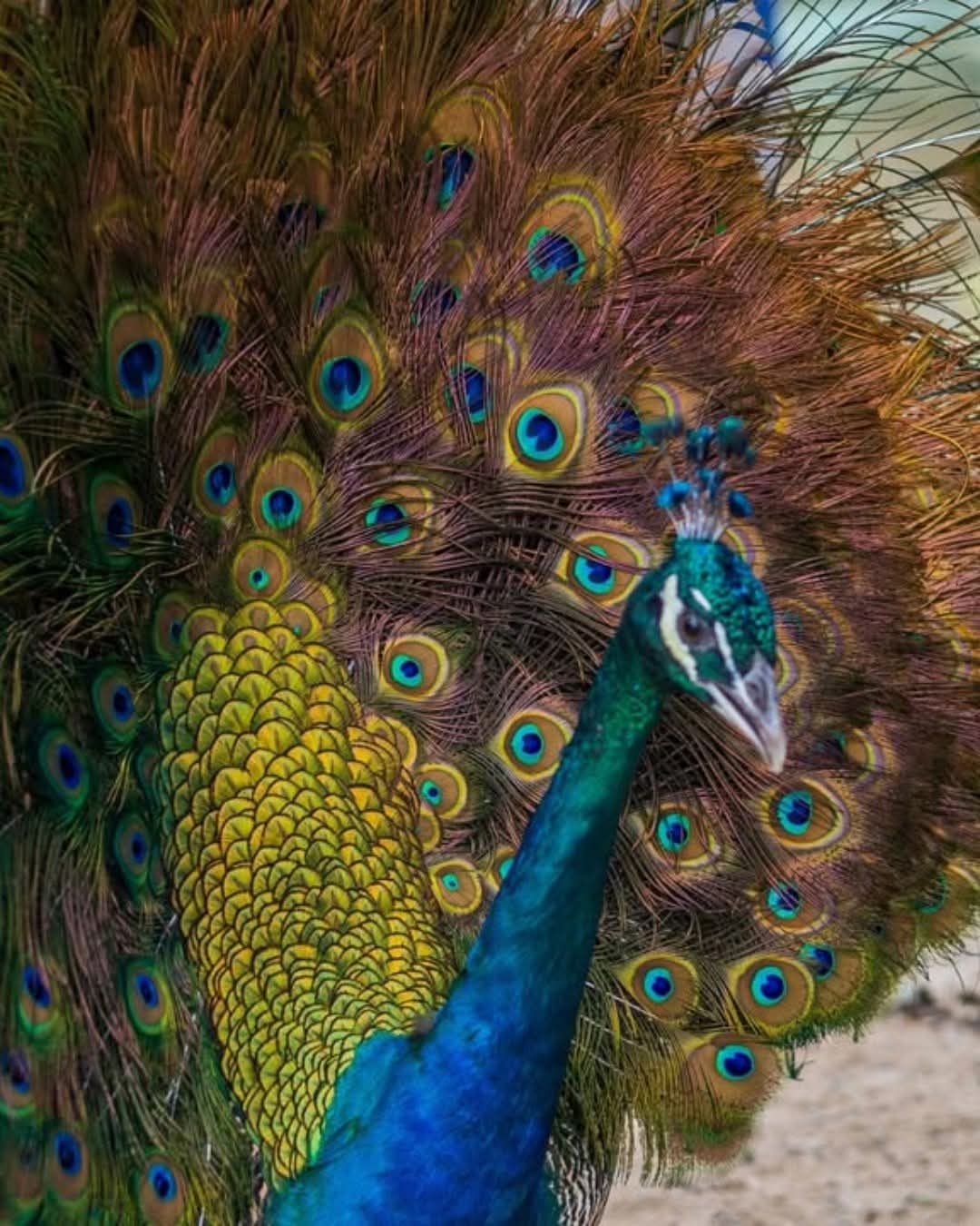 Little French Key Booking