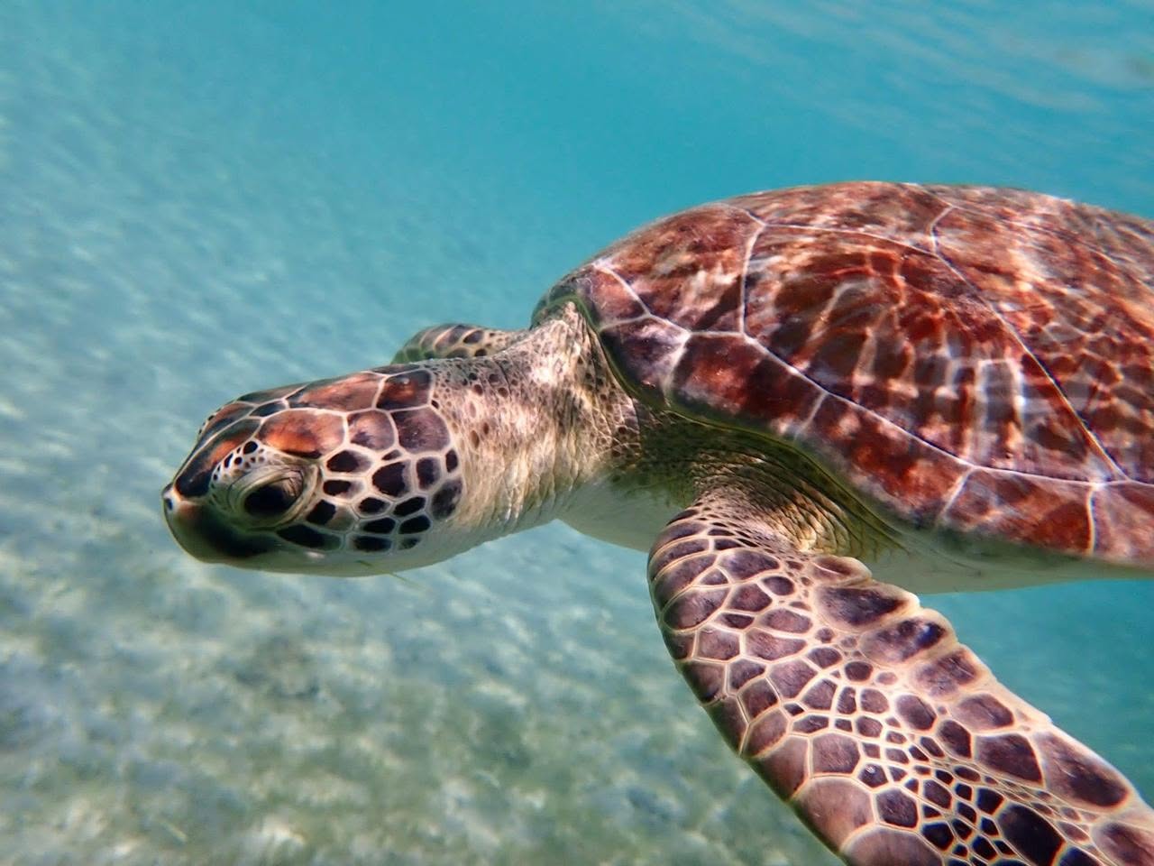 Sea Turtle Snorkeling Tour