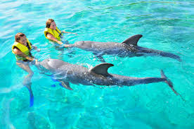Dolphin Activities Booking