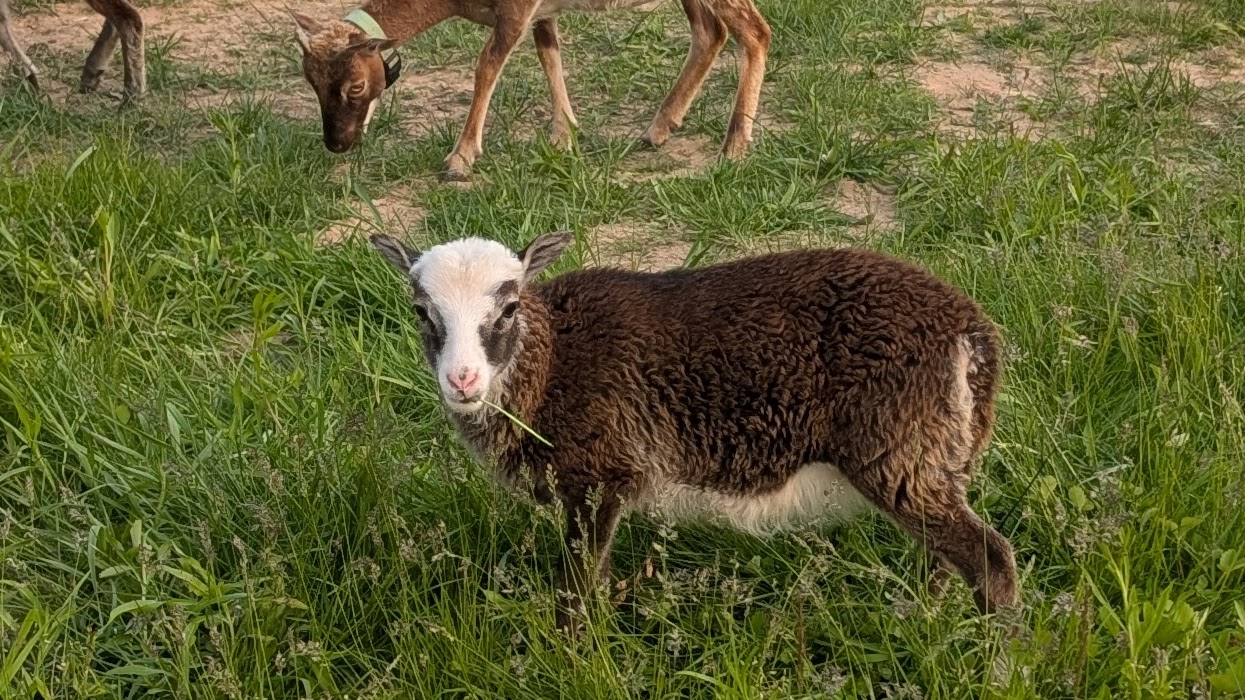 Soay Ewe 
