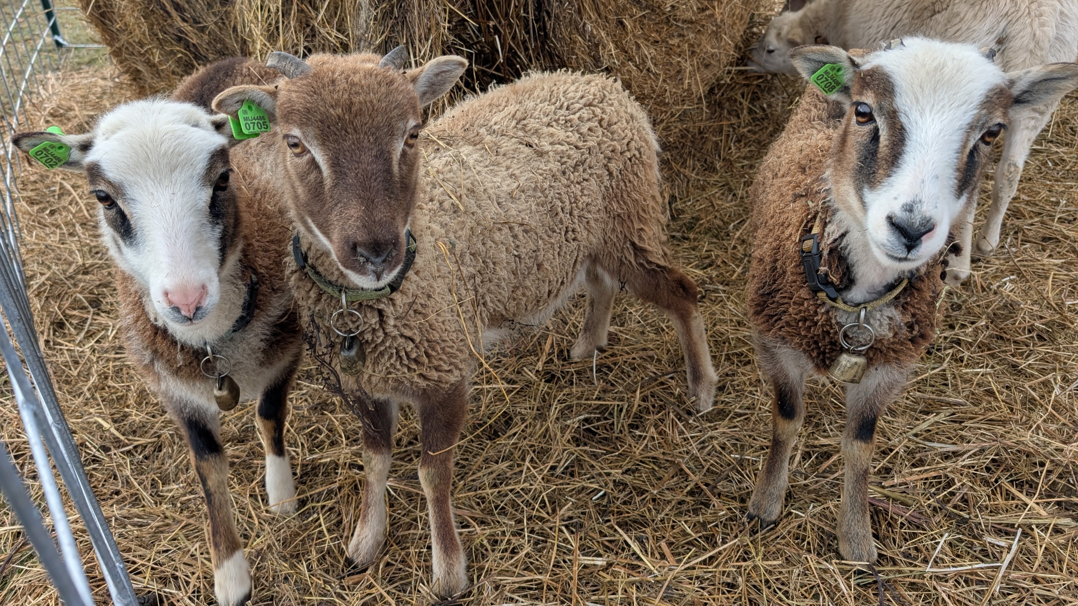 Soay Ewe Frigg