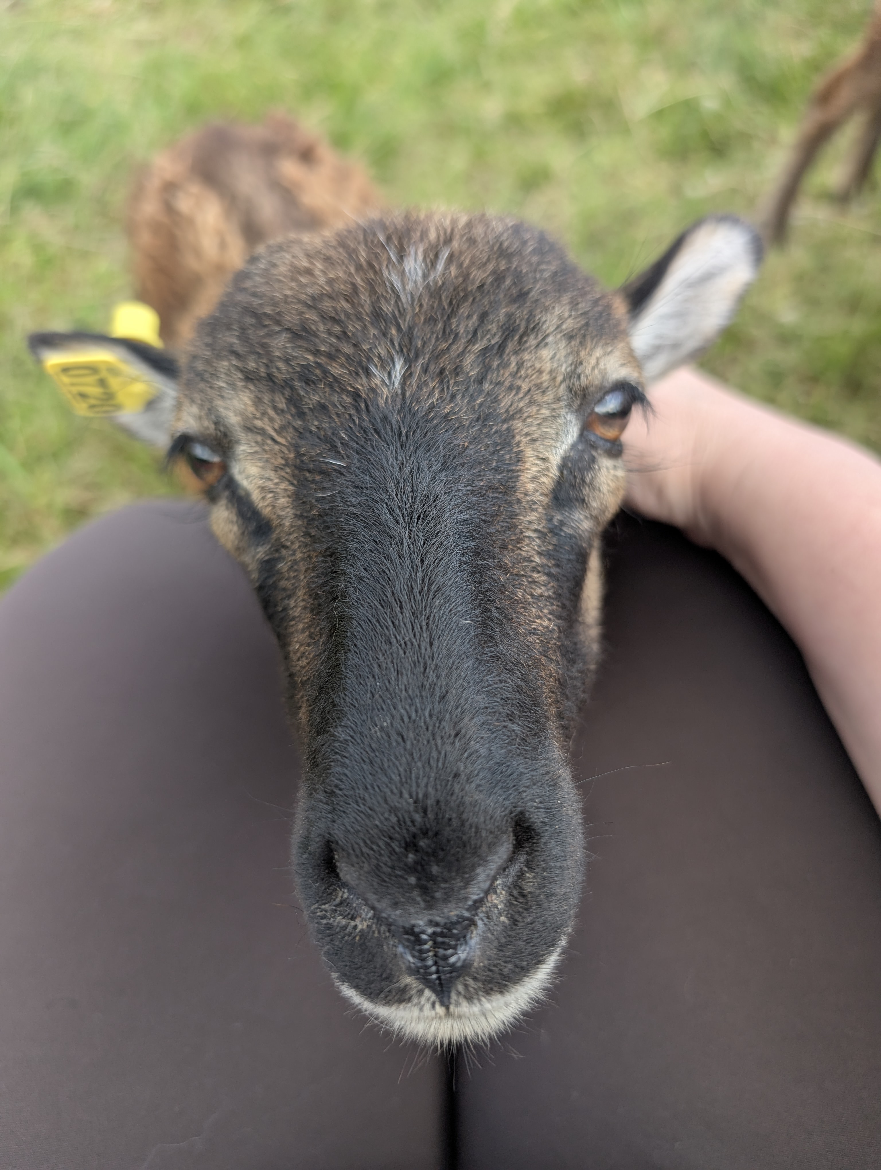 Soay Ewe Meya