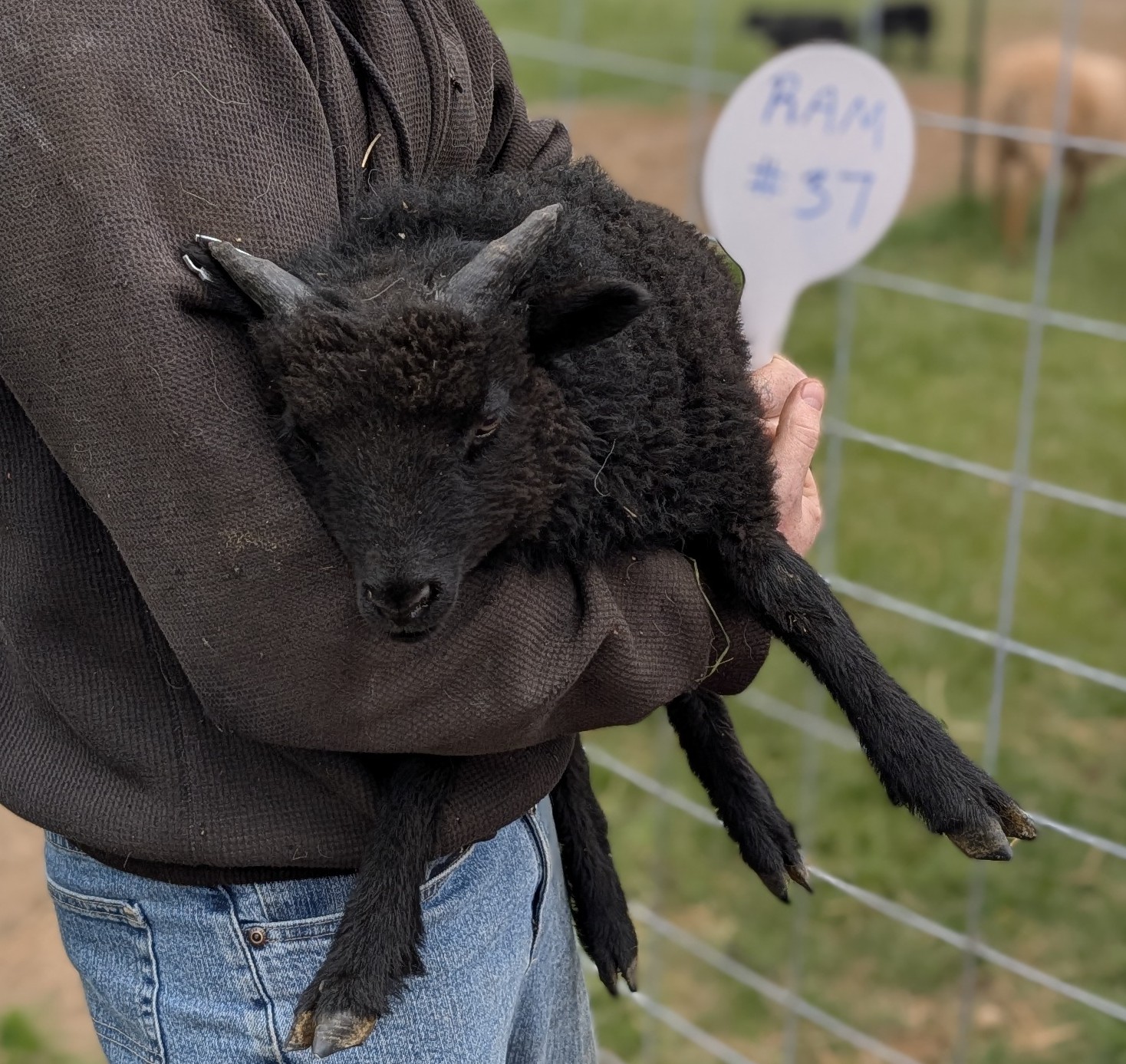 Choice of 2 Ouessant Cross Ram Lamb 