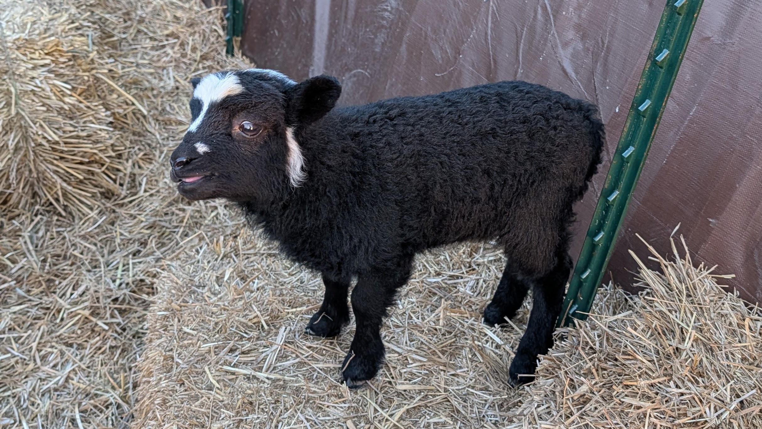 Choice of 1 Ouessant Cross Ram Lamb 