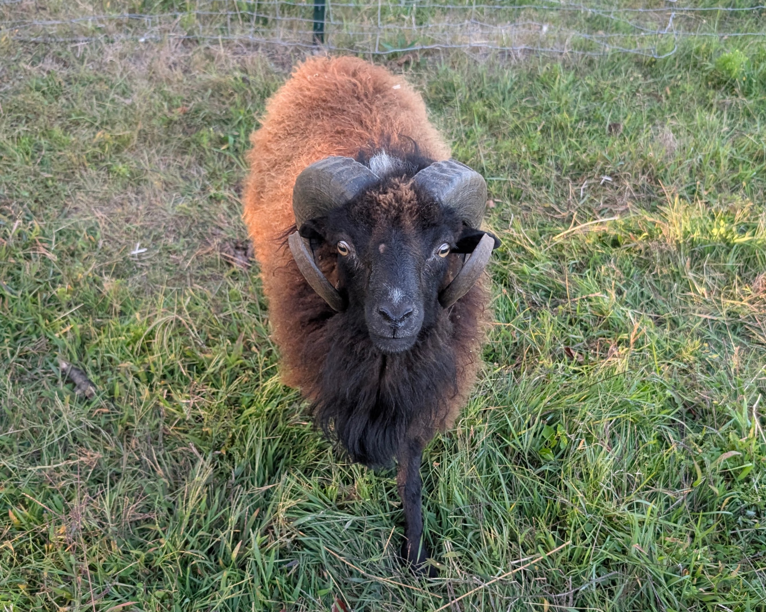 7/8 (87.5%) Ouessant Ram- Pascal