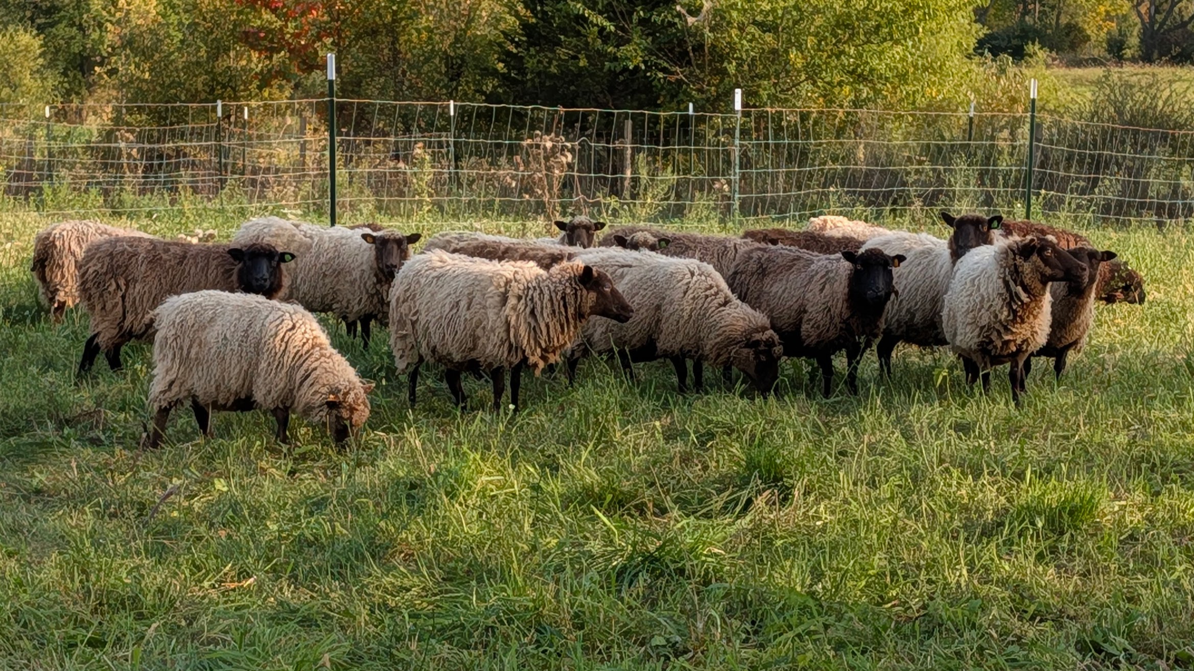 Older Shetland ewe lot 