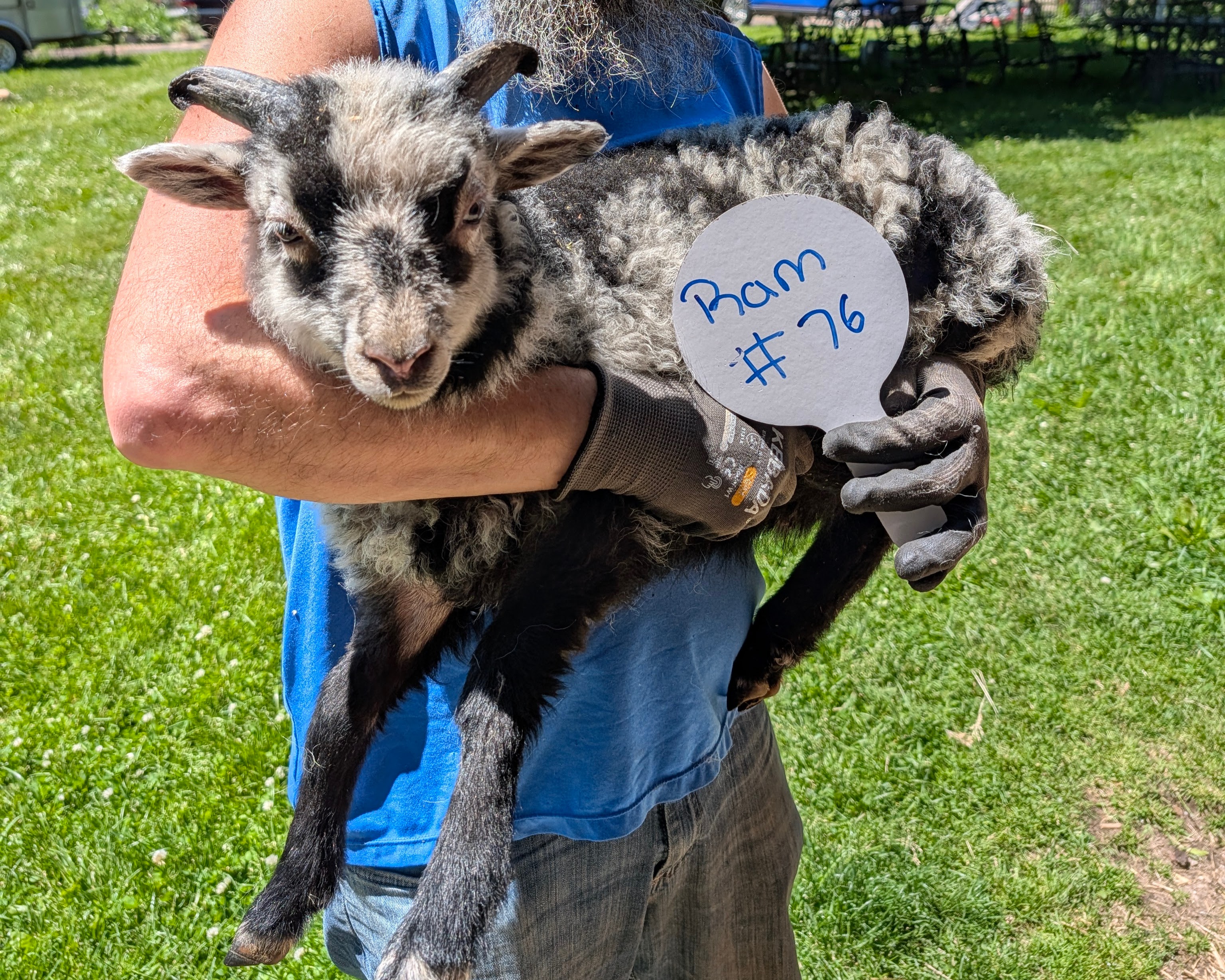 Choice of 1 Ouessant Cross Ram Lamb 