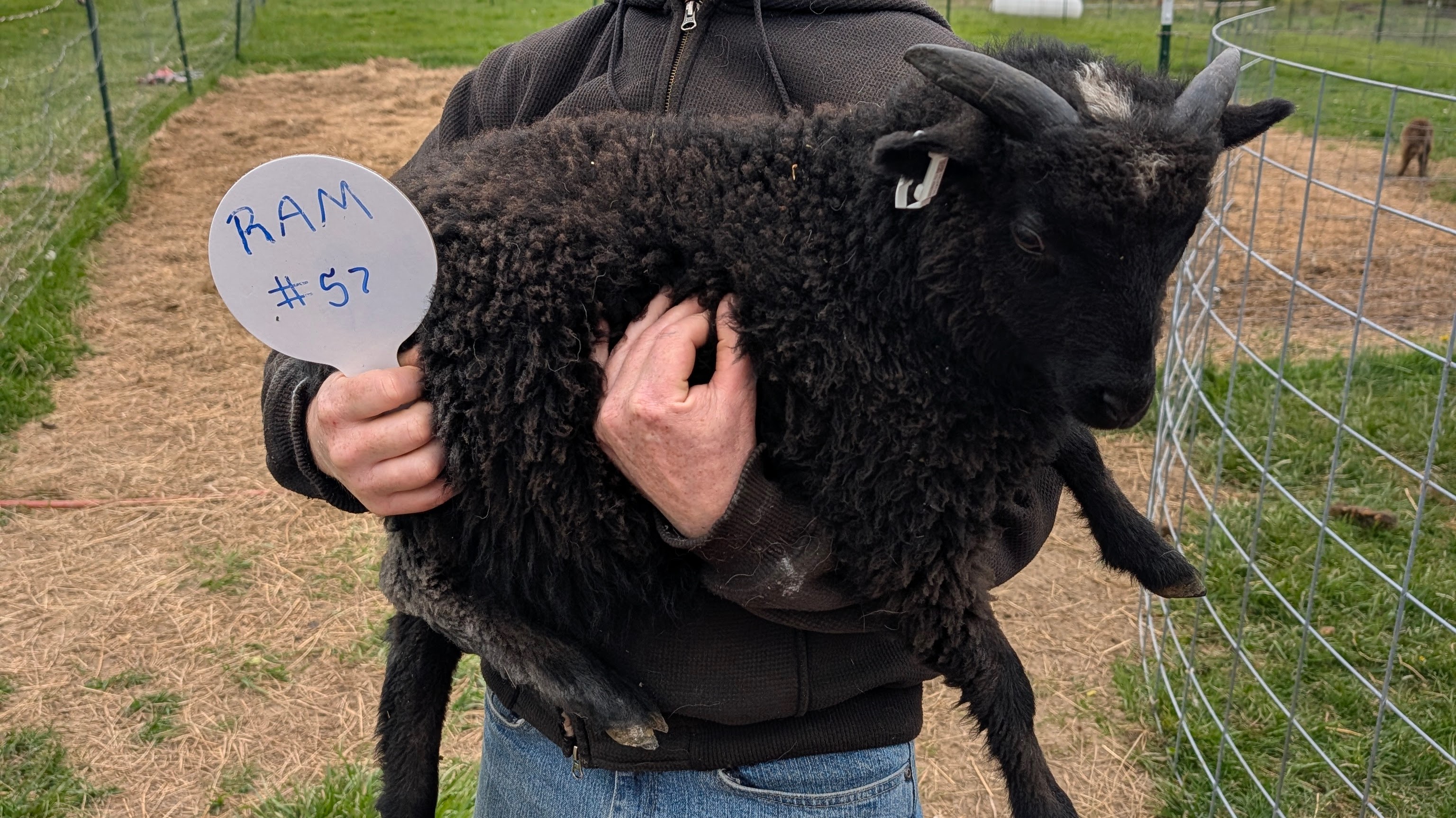 Choice of 1 Ouessant Cross Ram Lamb 