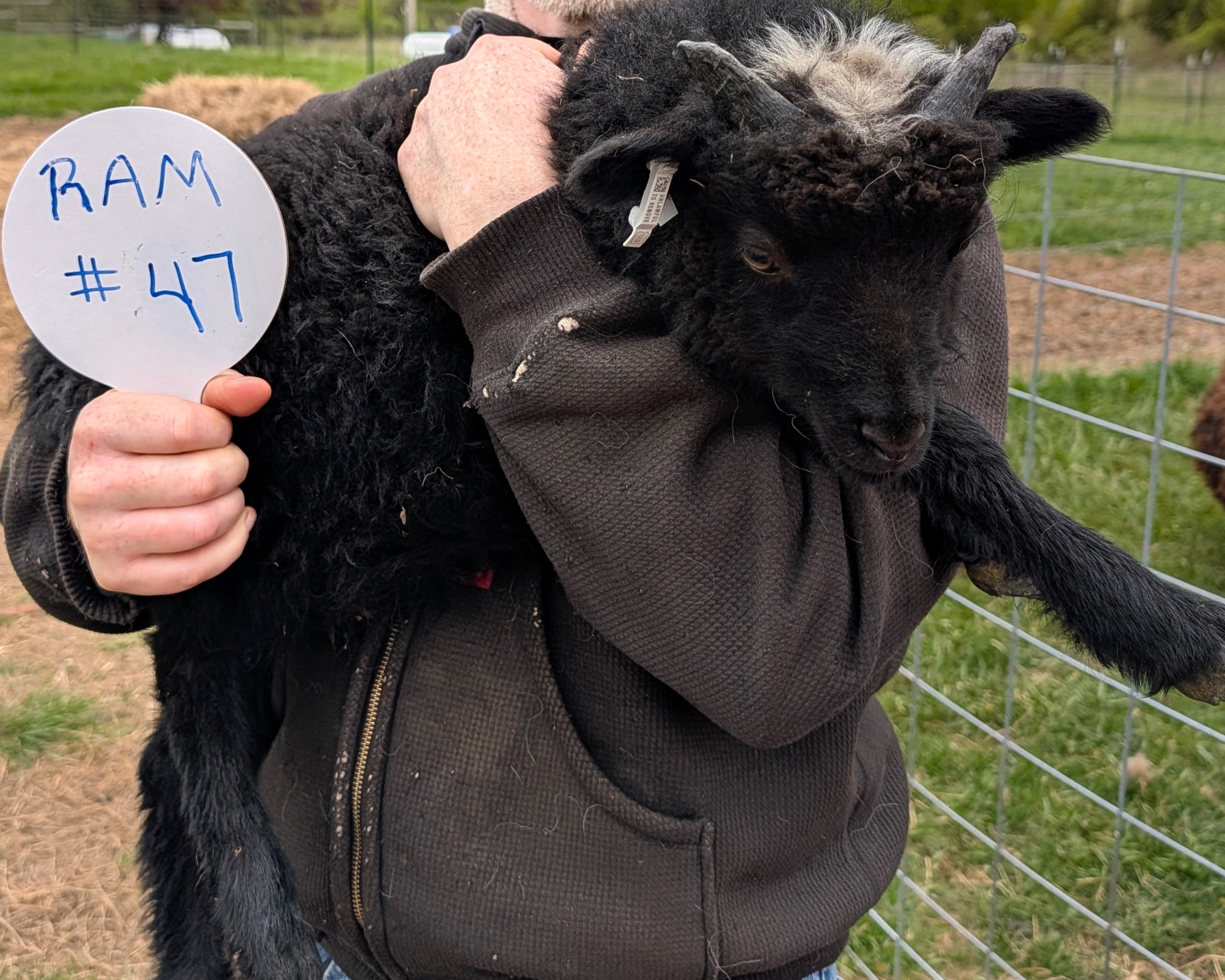 Choice of 1 Ouessant Cross Ram Lamb 
