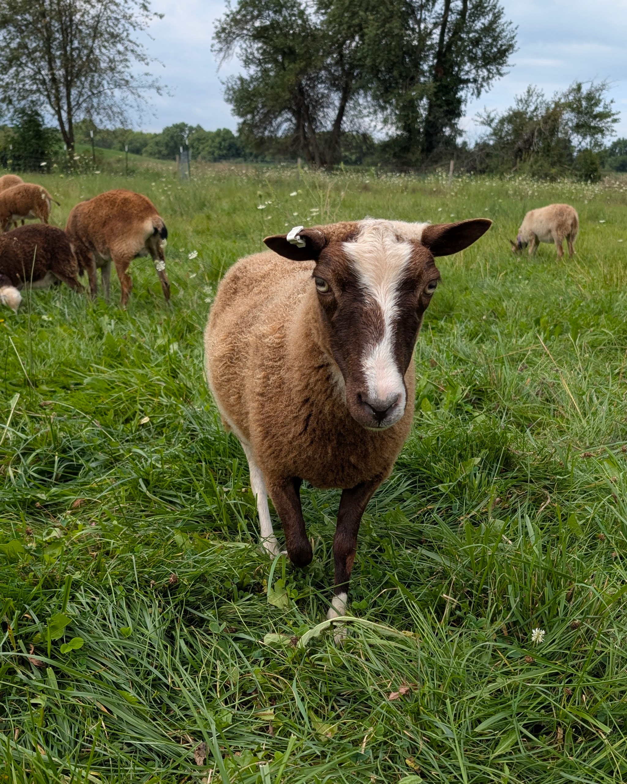 Registered Fine Fleece Shetland ewe Roz
