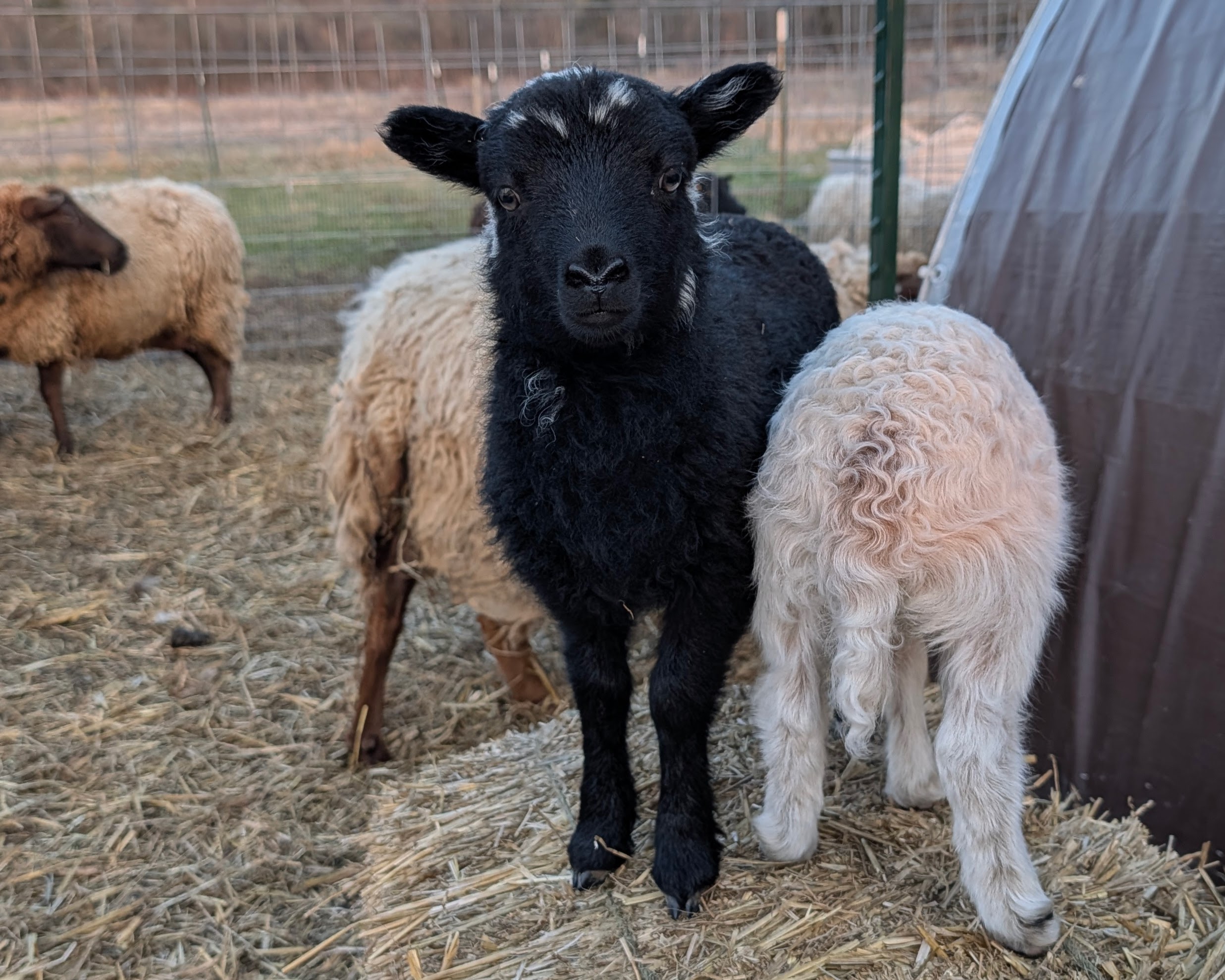 Choice of 2 Ouessant Cross Ram Lamb 