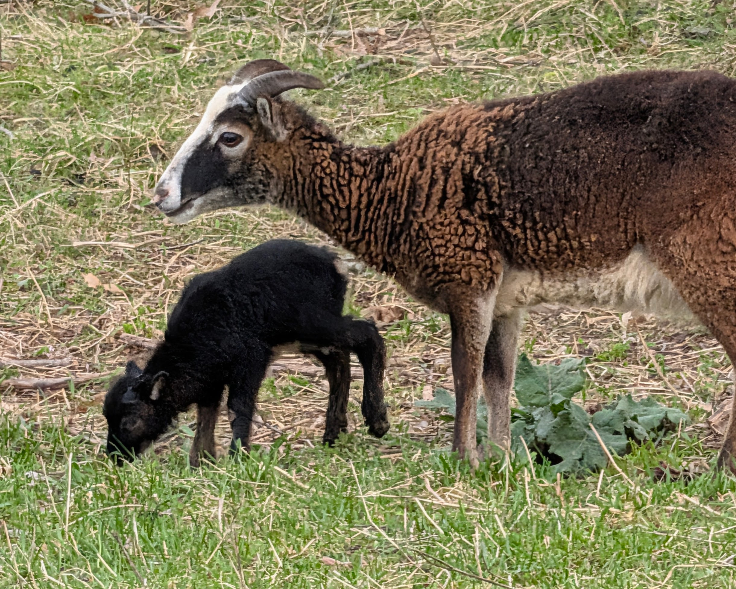 Choice of 2 Ouessant Cross Ram Lamb 