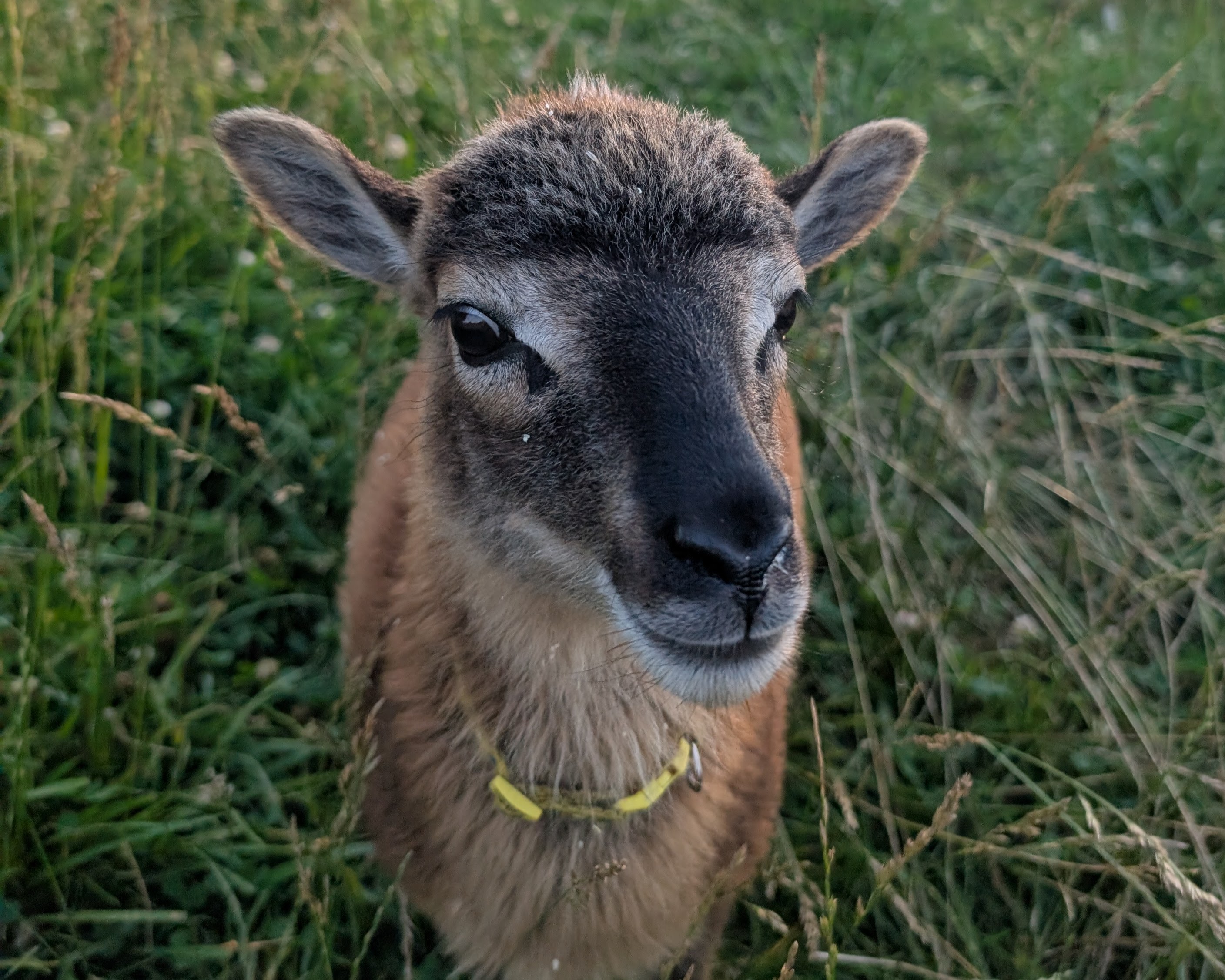 Soay Ewe 