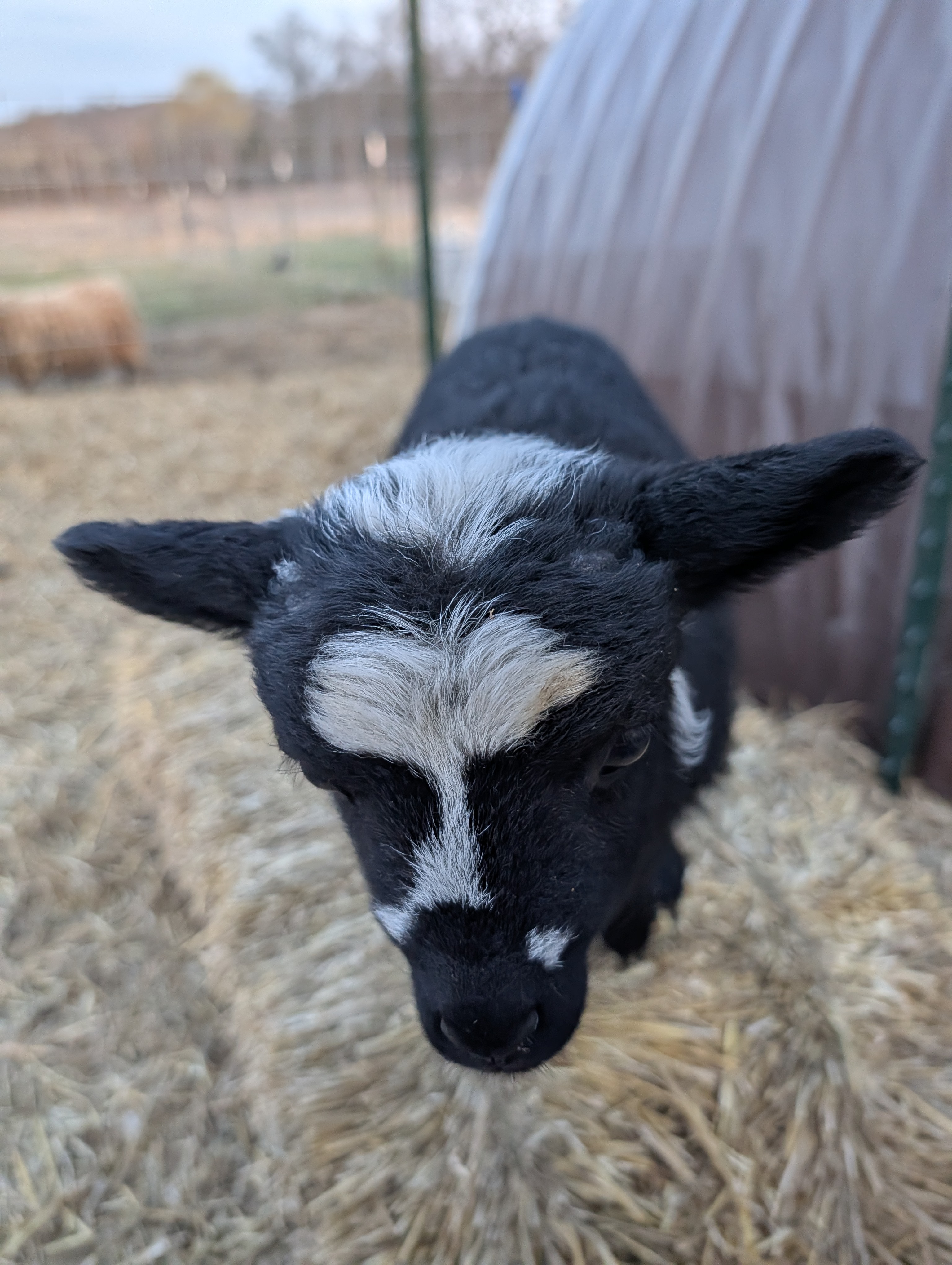 Choice of 1 Ouessant Cross Ram Lamb 