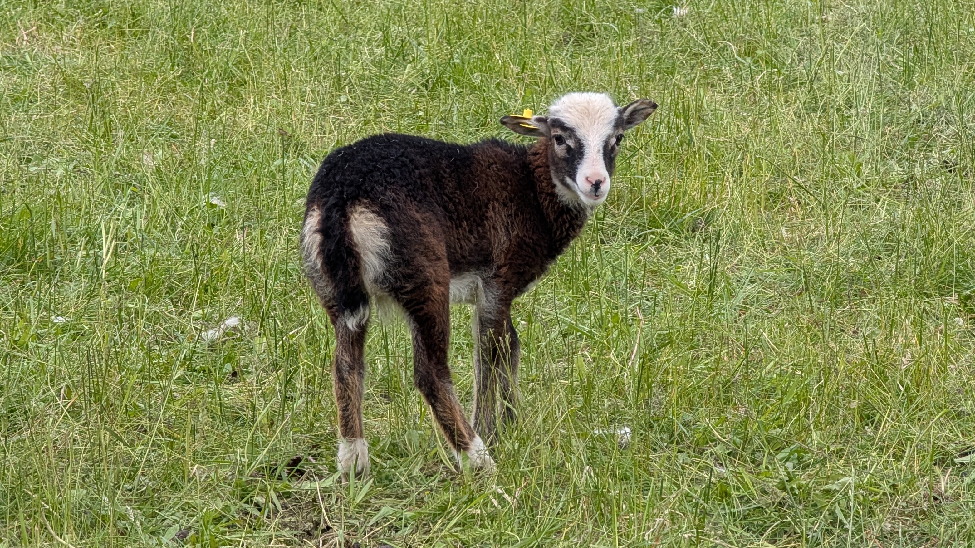 Soay Ewe 