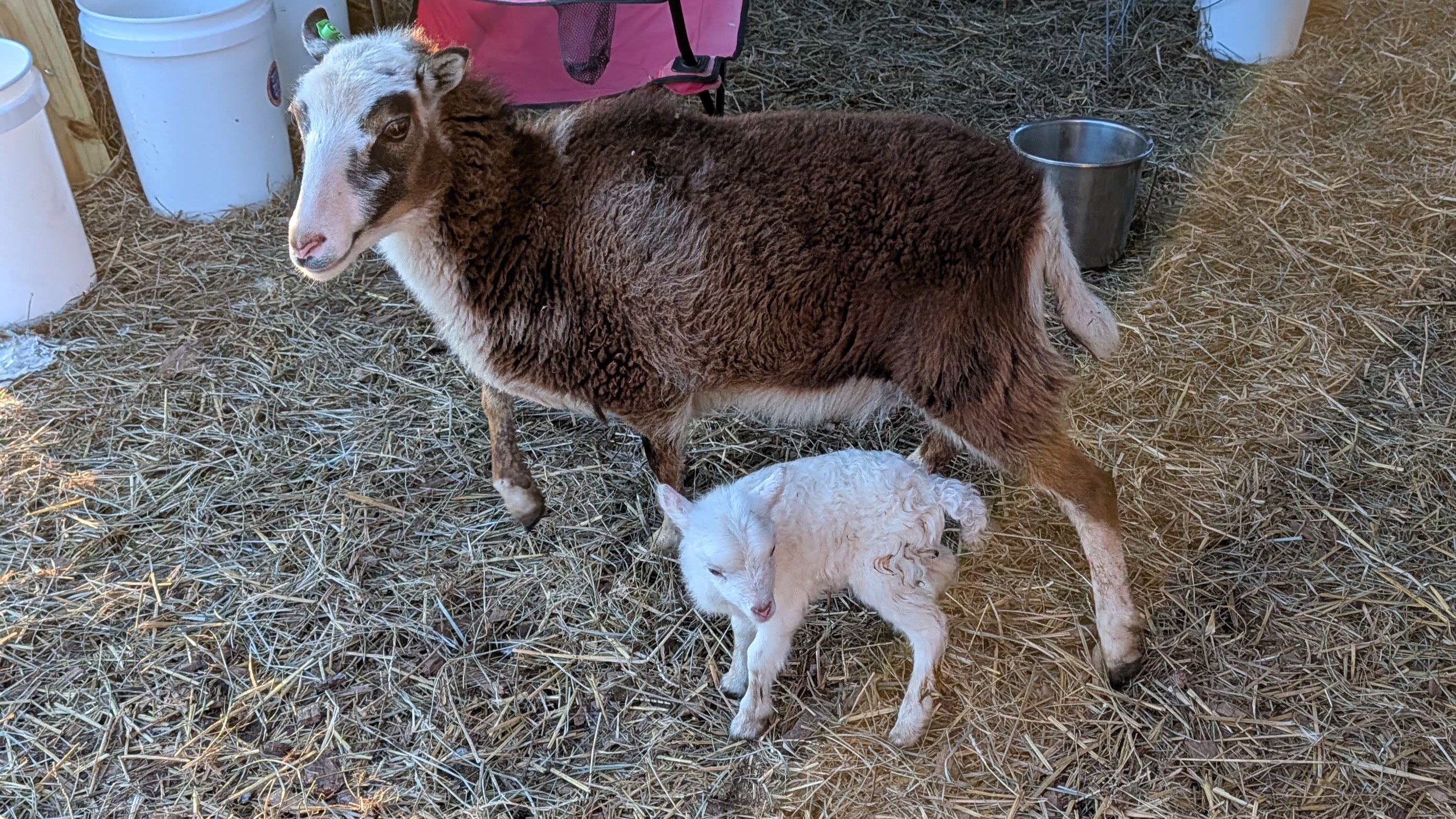 Choice of 2 Ouessant Cross Ram Lamb 