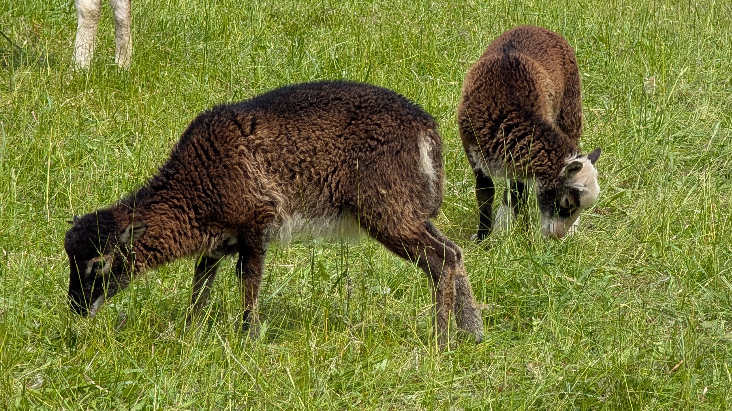 Soay Ewe 