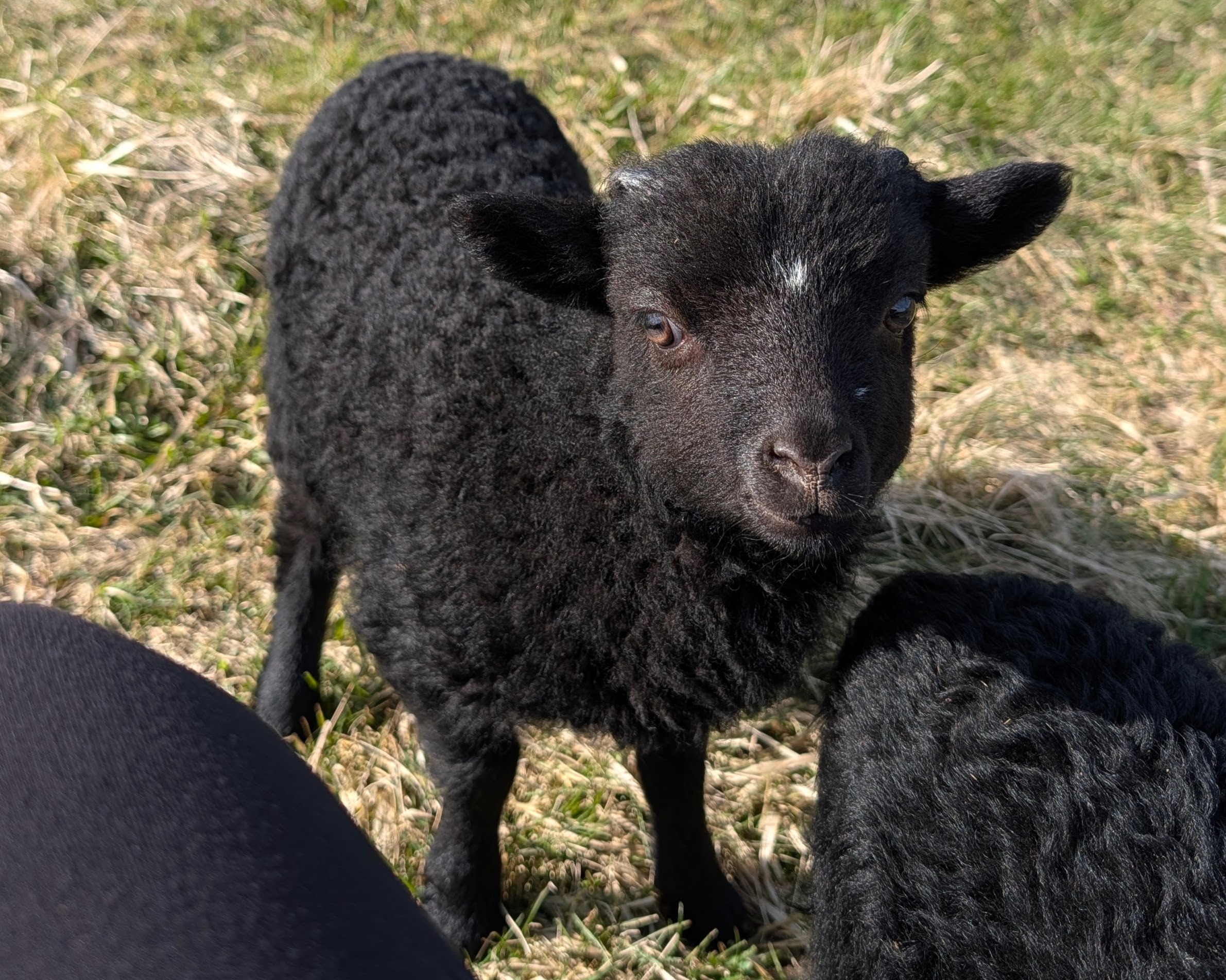 Choice of 2 Ouessant Cross Ram Lamb 