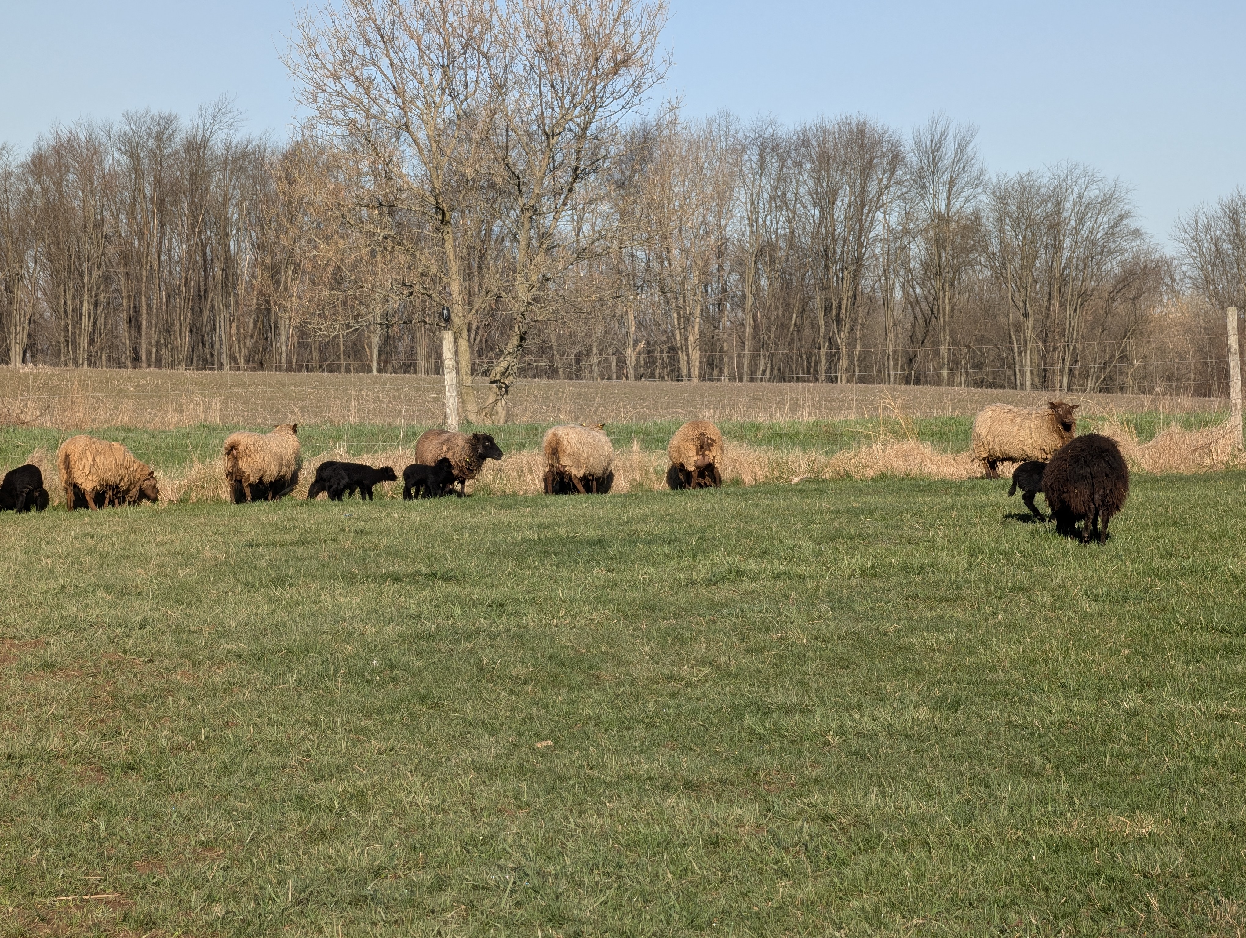 Choice of 1 Shetland ewe