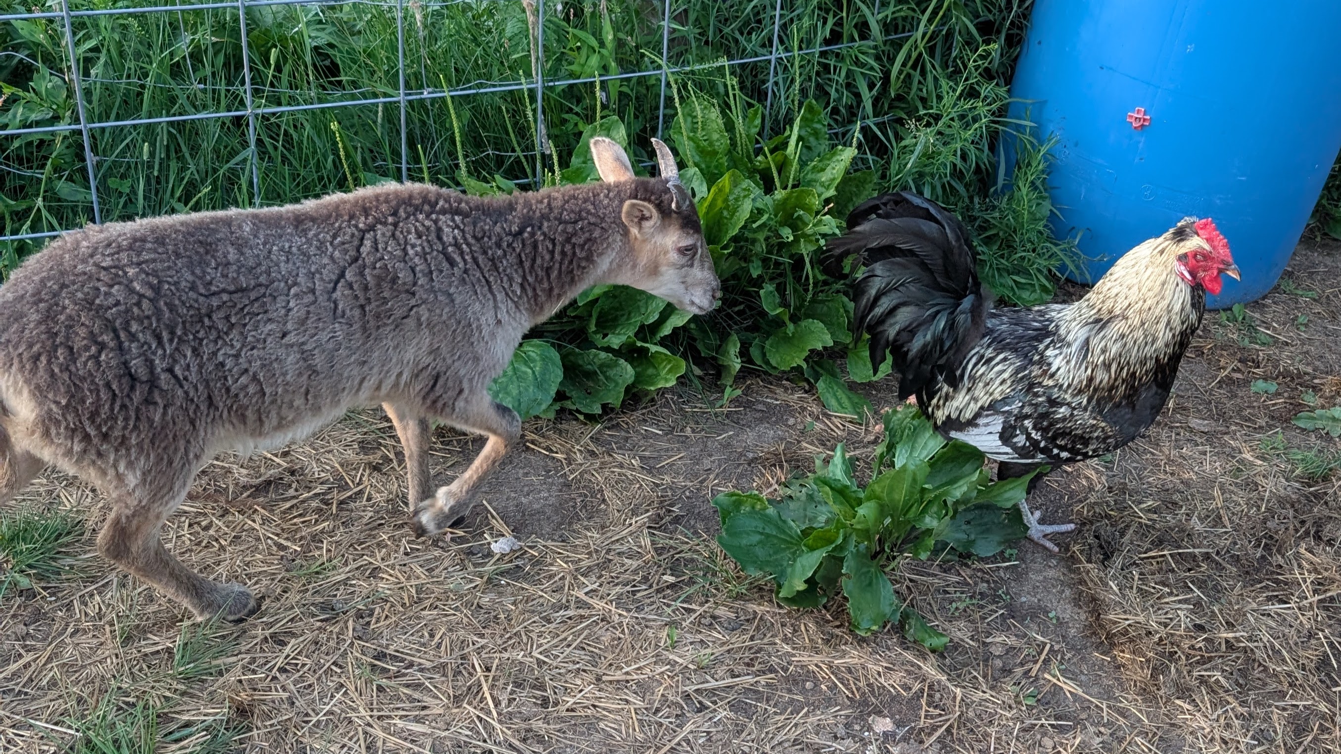 Soay X Shetland lot of 4