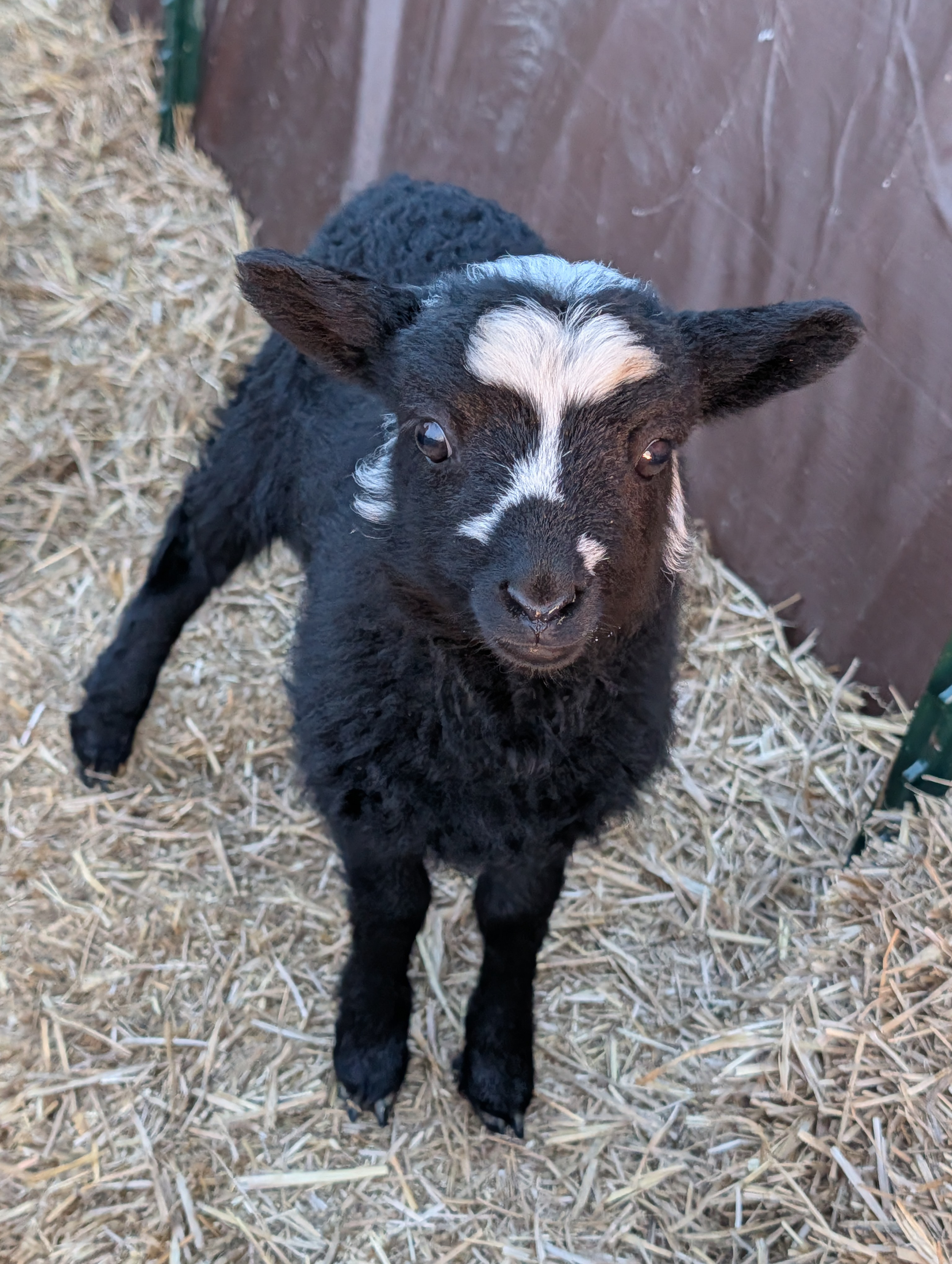 Choice of 1 Ouessant Cross Ram Lamb 
