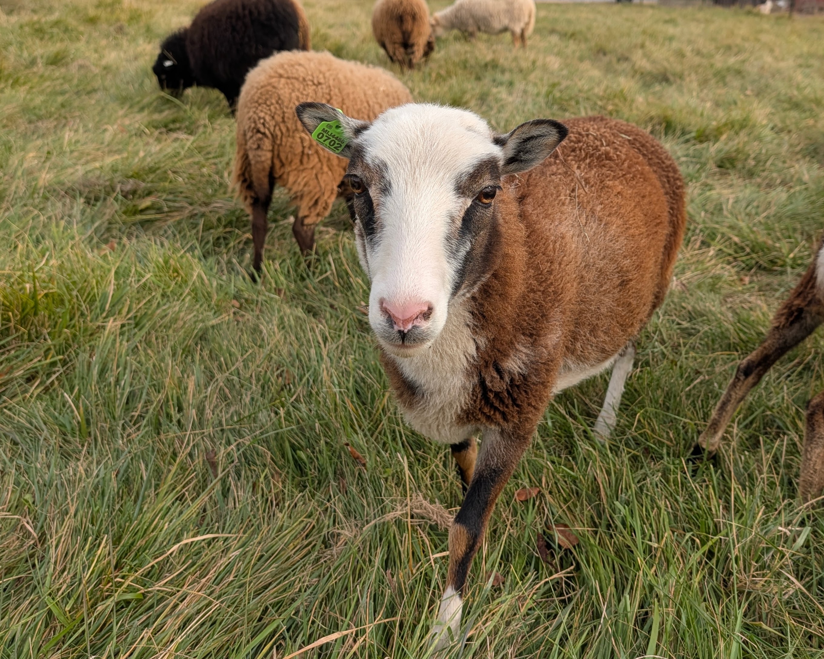 Soay Ewe Nels