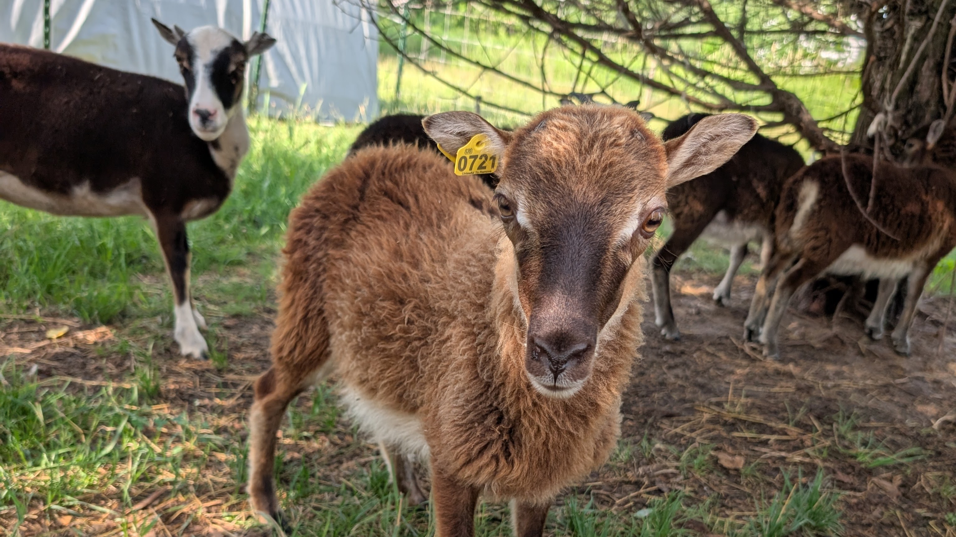 Soay Ewe Lagertha