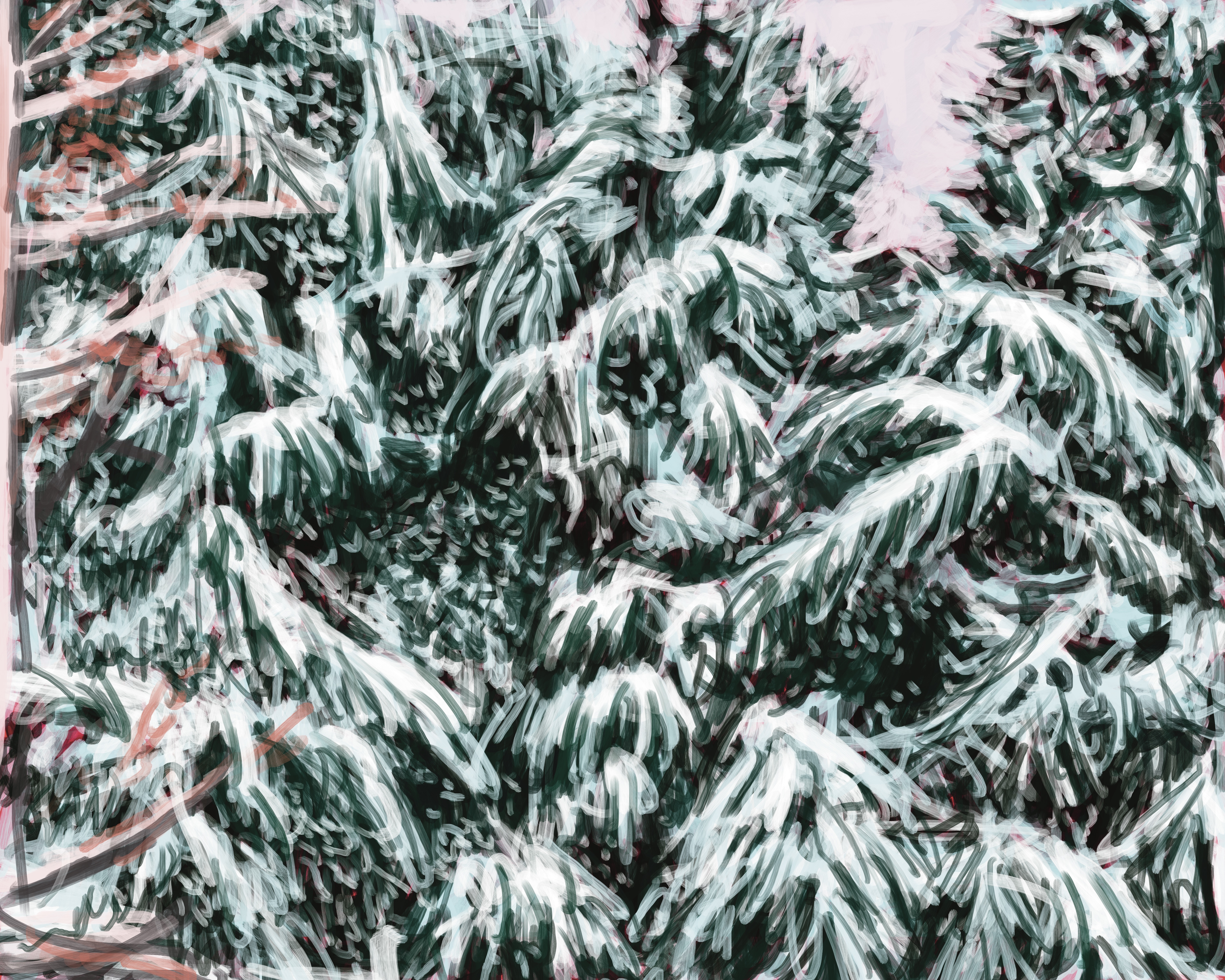 Snowy Pines in Winter
