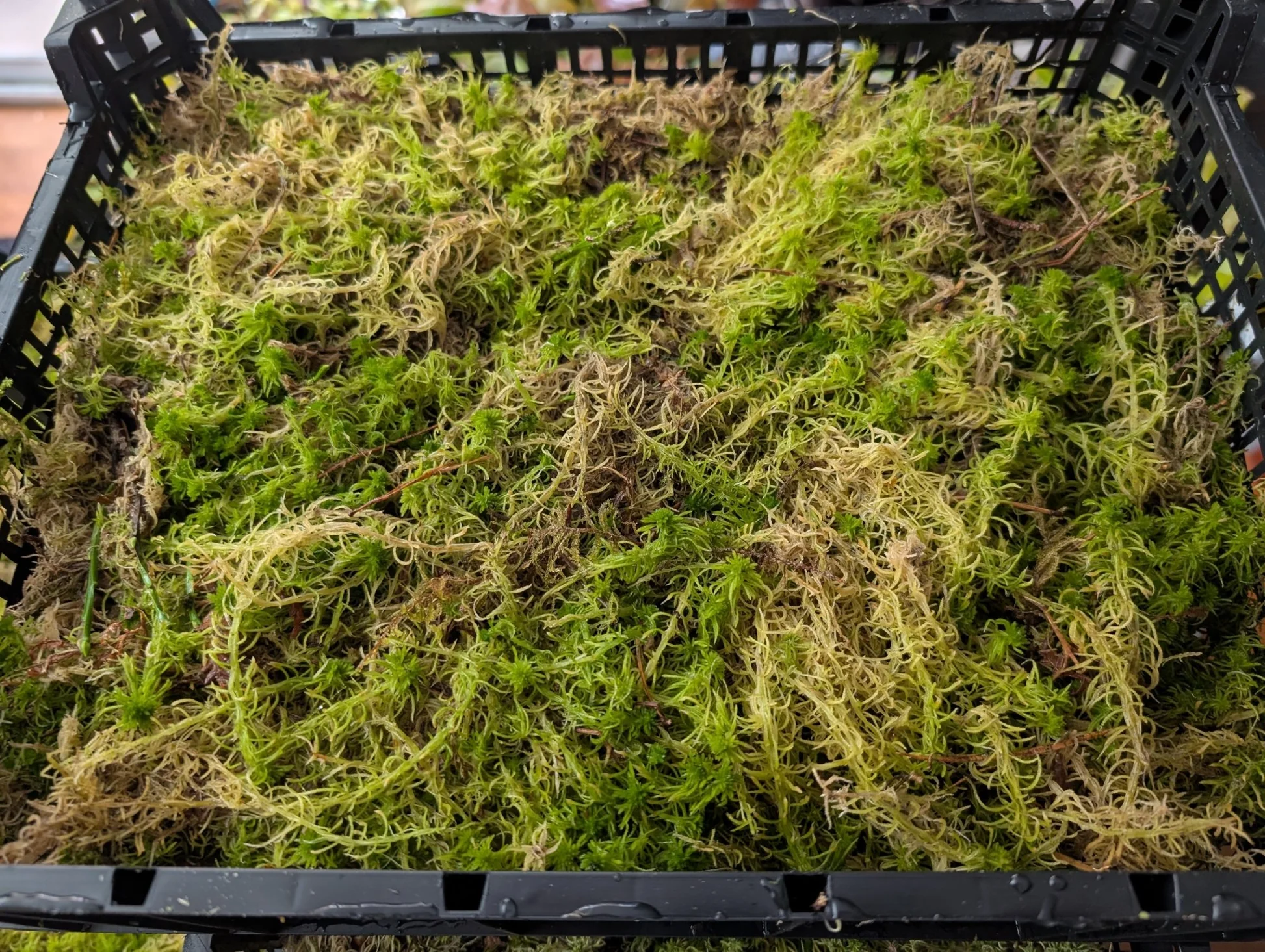 Tutor de musgo (30cm)