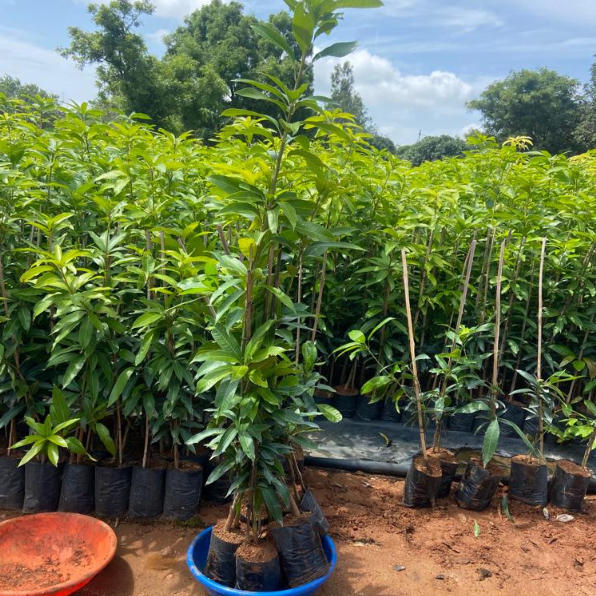 Mango Plants