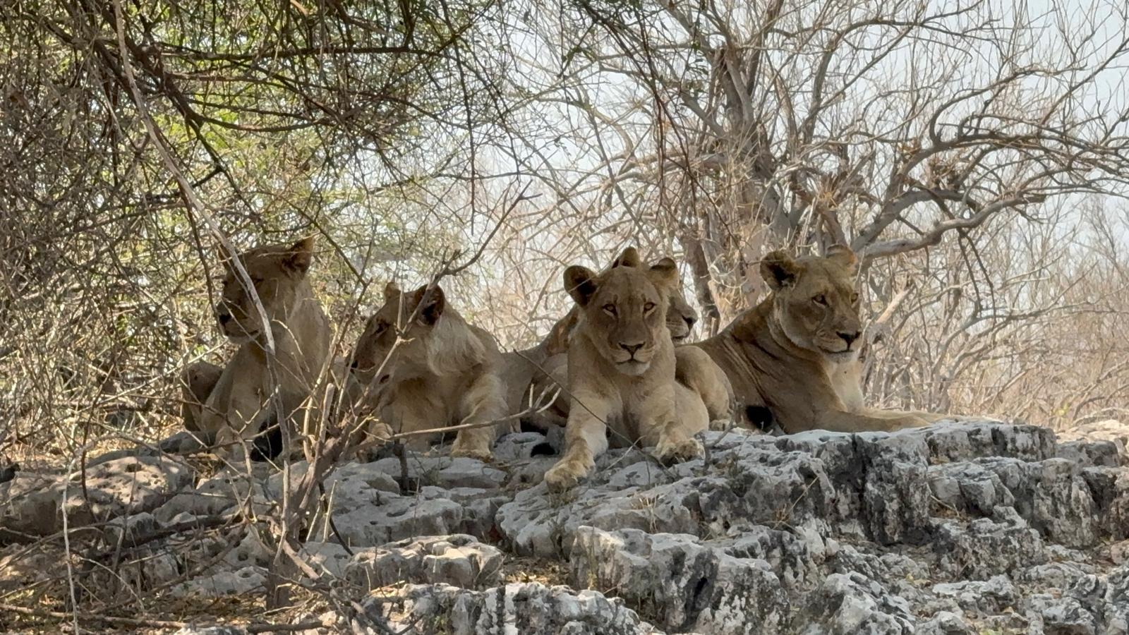 Greater Kruger National Park & Cape Town Tour