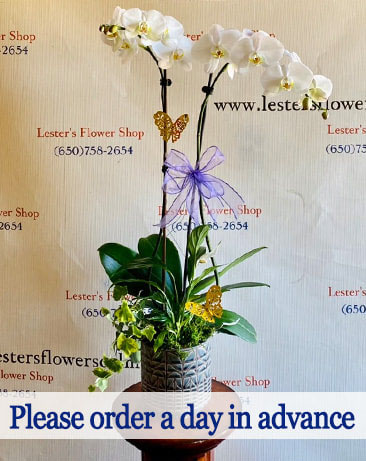 Large White Double Orchid